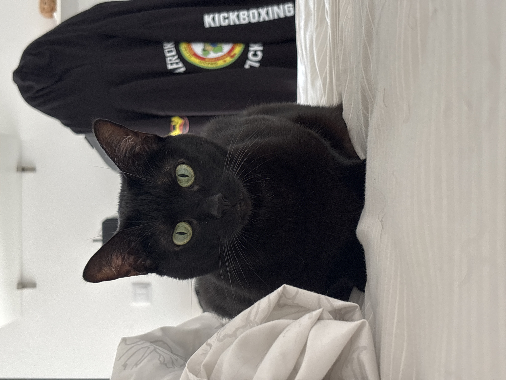 A black cat with green eyes is lying on a white bed, looking at the camera. A black hooded sweatshirt with "KICKBOXING" printed on it is in the background. The location, Mirandela, Portugal, cannot be determined from the image.