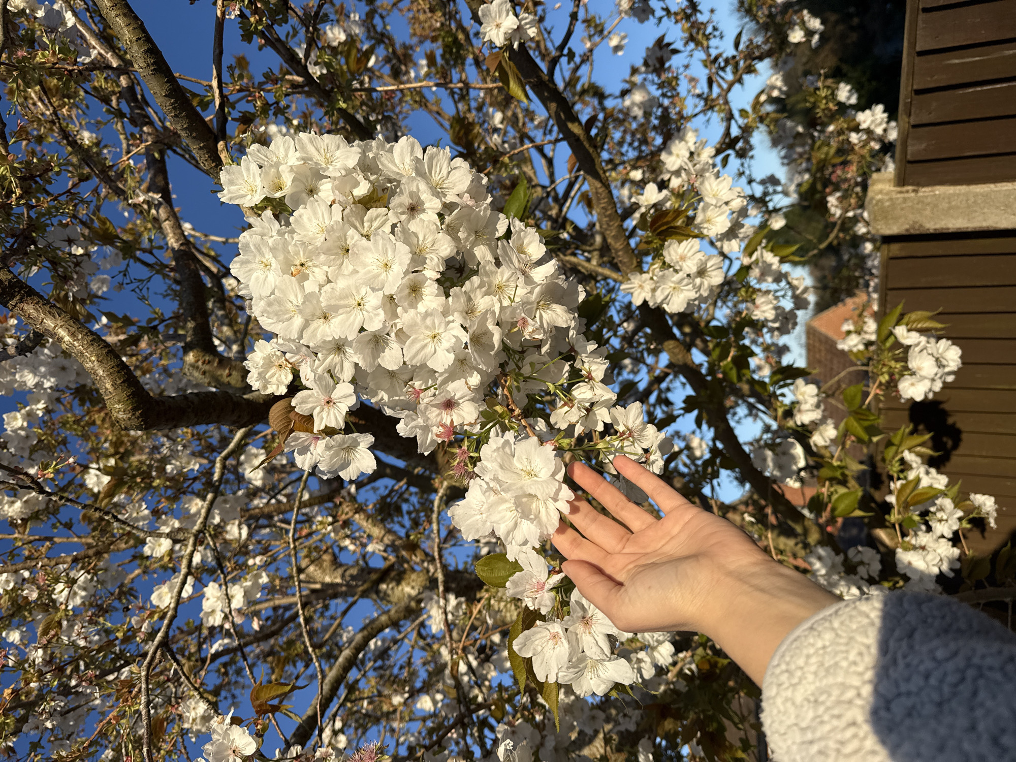 A close-up captures a flowering tree against a blue sky, with a person's hand gently reaching out towards the blossoms. The abundant white flowers dominate the frame, clustered on the tree's branches. The person, clad in a light gray sweater, extends their hand, suggesting a connection with the natural environment. The scene appears to be captured during daylight hours, with sunlight illuminating the blossoms. There is no explicit indication that this photograph was taken in the city of Great Yarmouth, United Kingdom. The context lacks specific geographical clues tying it to that particular location.