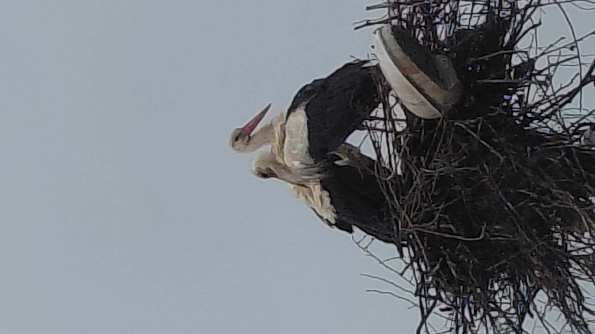 Two white storks with black wings are nestled in a large nest constructed of sticks and branches. The nest is located in an unknown location in the city of Unknown, Unknown, set against a plain, light-colored sky.
