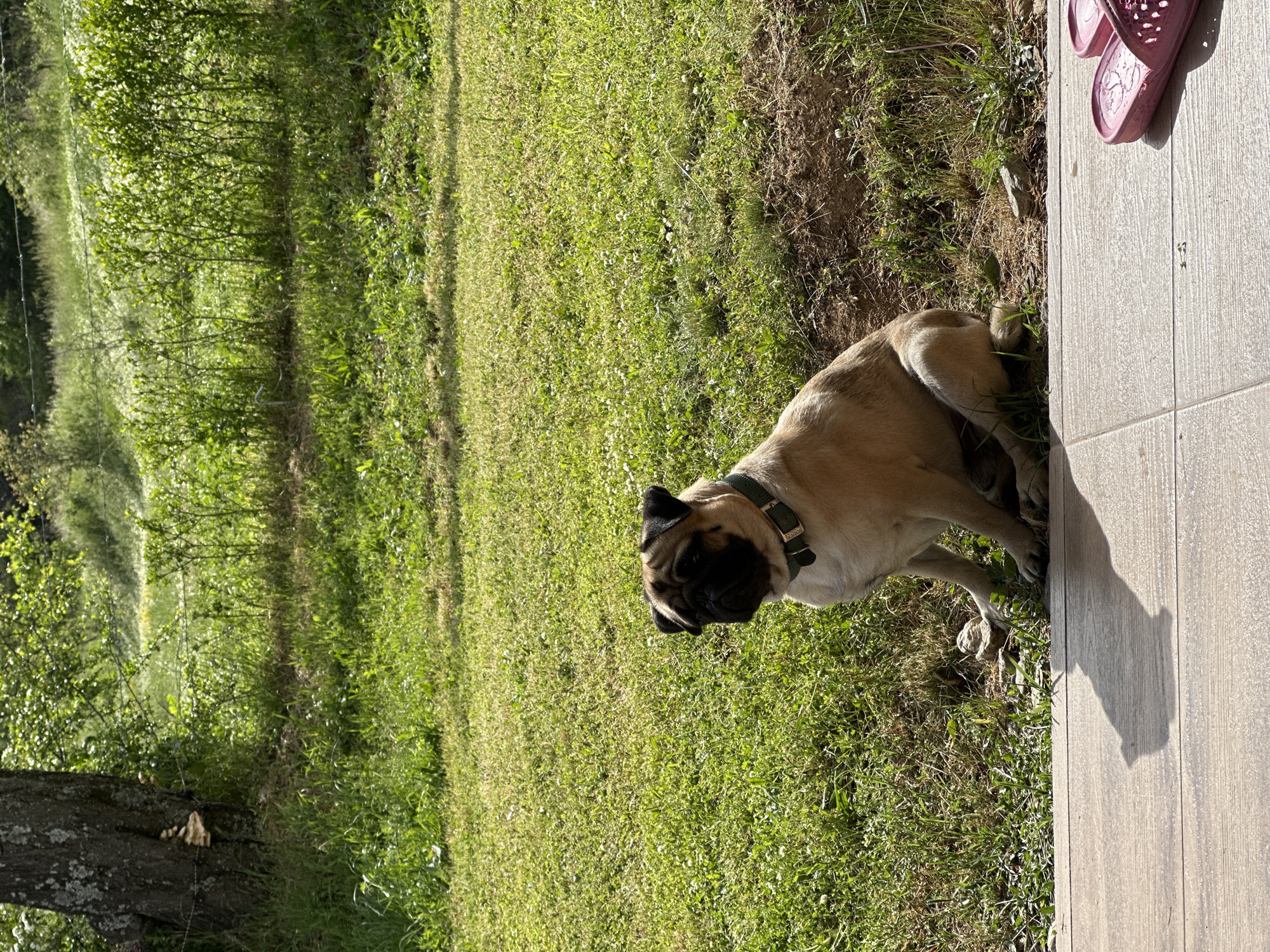 The image captures a dog, possibly a pug or similar breed, resting in a grassy area adjacent to a tiled patio. The dog is wearing a green collar. A pair of pink sandals are visible on the patio. In the background, there is a lush green area with trees and foliage, indicative of a rural or suburban setting. Based on the prompt, the location is Mrachenik, Bulgaria. The scene is outdoors during daylight hours, with sunlight casting shadows.