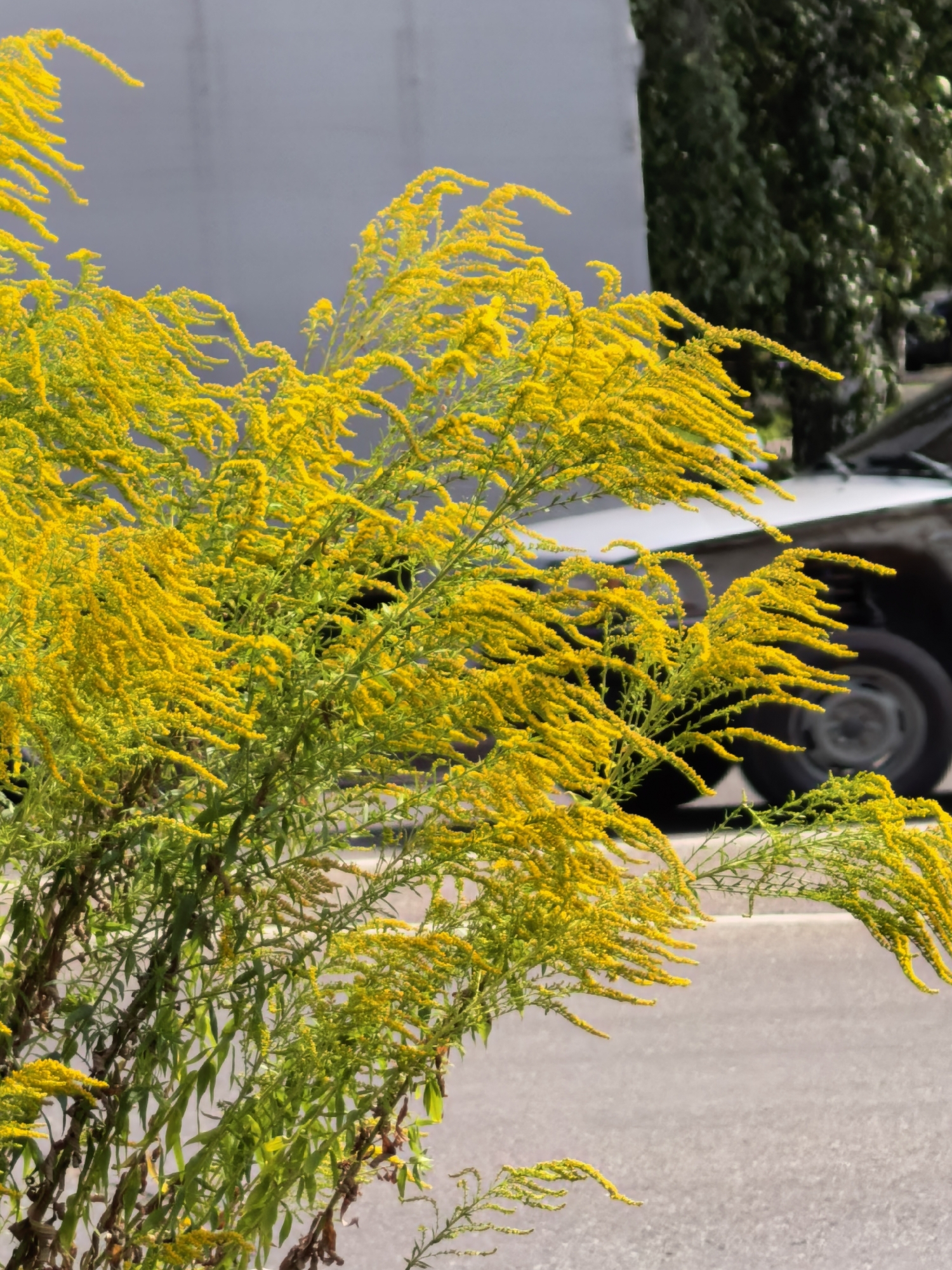 This is a vertical, medium-shot, eye-level, natural-light photograph taken outdoors. The foreground is dominated by a large cluster of bright yellow flowers on slender green stems, some of which are bent as if by wind. The plant foliage is dense and appears to be a wild growth. In the mid-ground and background, a light-colored, possibly white, vehicle is partially visible. The front corner of what appears to be the vehicle's hood and a dark tire are discernible. Behind the vehicle, a dark green, leafy tree line is present, suggesting an urban or suburban setting with some natural elements. The ground in the mid-ground and foreground appears to be asphalt or a similar paved surface. The lighting suggests it is daytime, likely sunny, casting minimal shadows. There are no people visible in the image. The overall impression is a close-up of flowering vegetation against a backdrop of a vehicle and greenery. No specific location in Sterlitamak, Russia can be determined from the visual information alone.
