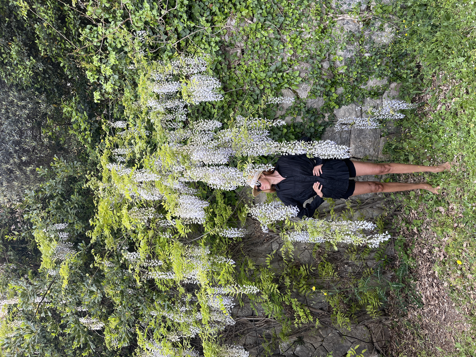 This full-length outdoor photograph, presented in a landscape orientation, depicts a person lying among lush greenery and flowering vines in what appears to be a garden or natural area in Sveti Stefan, Montenegro.
The subject is a woman, positioned horizontally across the frame, wearing a black, short-sleeved dress or top with black shorts. She has fair skin, light-colored hair, and is wearing a light-toned straw hat. Her eyes are closed or looking down, conveying a sense of peace or rest. Her left arm is bent, with her hand resting on her midsection, while her right arm extends towards the bottom right of the frame, partially obscured. Her bare legs are visible, resting on the ground.
She is enveloped by dense green foliage, featuring various types of leaves, from darker, older growth to brighter, newer sprouts. Numerous clusters of white to very pale purple flowers, characteristic of wisteria, cascade around and over her, creating a soft, delicate backdrop. Behind the profuse vegetation, a weathered stone wall covered in green ivy is visible, adding to the rustic, natural aesthetic. The ground beneath and around her consists of a mix of green grass, patches of wild plants with small yellow flowers, and areas of dried leaves and earth.
The scene is illuminated by natural daylight, suggesting a pleasant and bright day, possibly morning or late afternoon, given the soft, diffused quality of the light. The overall atmosphere is one of tranquility and immersion in nature. There is no visible text in the image.
