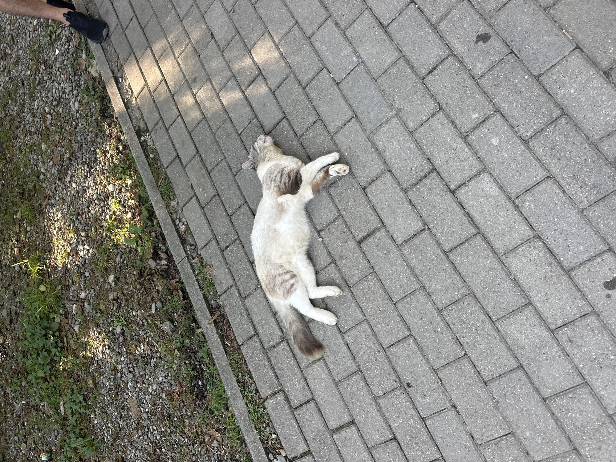 A light-colored cat with brown tabby markings is lying on its side on a paved walkway. The cat is positioned diagonally in the frame, with its head facing the right and its tail to the left. Its eyes are closed, and its mouth is slightly open, suggesting it is sleeping or resting. The walkway is made of gray rectangular pavers laid in a staggered pattern. To the left of the walkway is a strip of ground covered with small stones, dirt, and sparse green vegetation. A person's legs, wearing black athletic shoes, are visible in the upper right corner of the image, standing near the edge of the walkway. The lighting suggests it is daytime, with shadows cast by unseen objects. The scene appears to be an outdoor public space, possibly a park or sidewalk in Bol'shoi Kichmai, Russia.