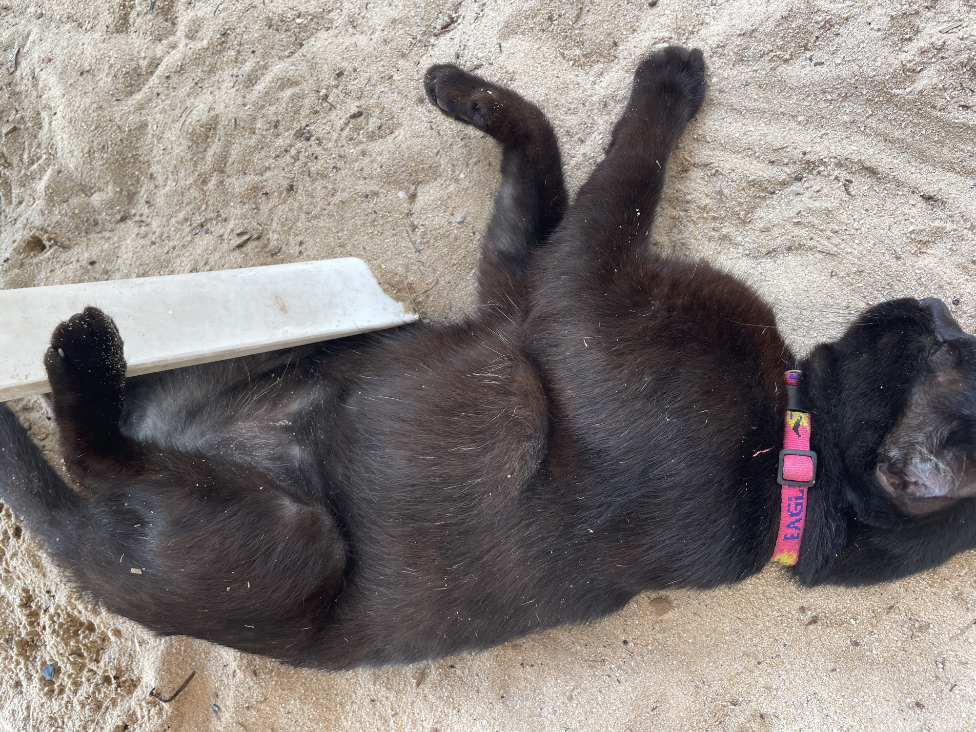 A black cat lies on its back in sand, possibly at Choeng Thale, Thailand. The cat is wearing a pink collar with blue lettering that spells "EAGLE." The cat's limbs are extended, and its belly is exposed. A rectangular white object is located near the cat's left side. The sand appears coarse and light brown.
