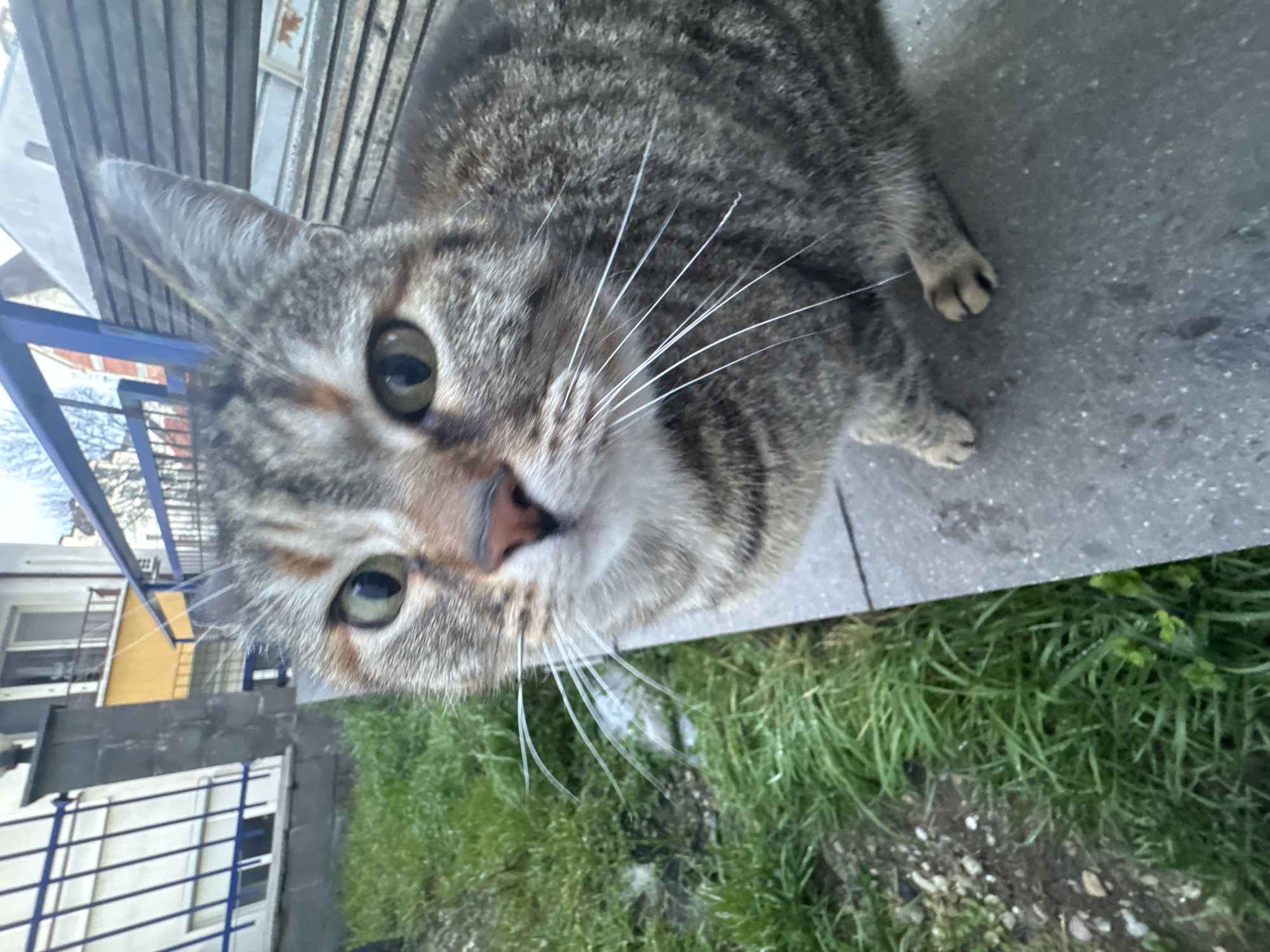A close-up, high-angle photograph captures a tabby cat with green eyes. The cat is standing on a gray concrete surface, with grass visible in the lower right corner. In the background, there is a building exterior with a blue metal railing, suggesting an urban setting. The location is possibly Sofia, Bulgaria, based on architectural characteristics. No people are visible in the scene.