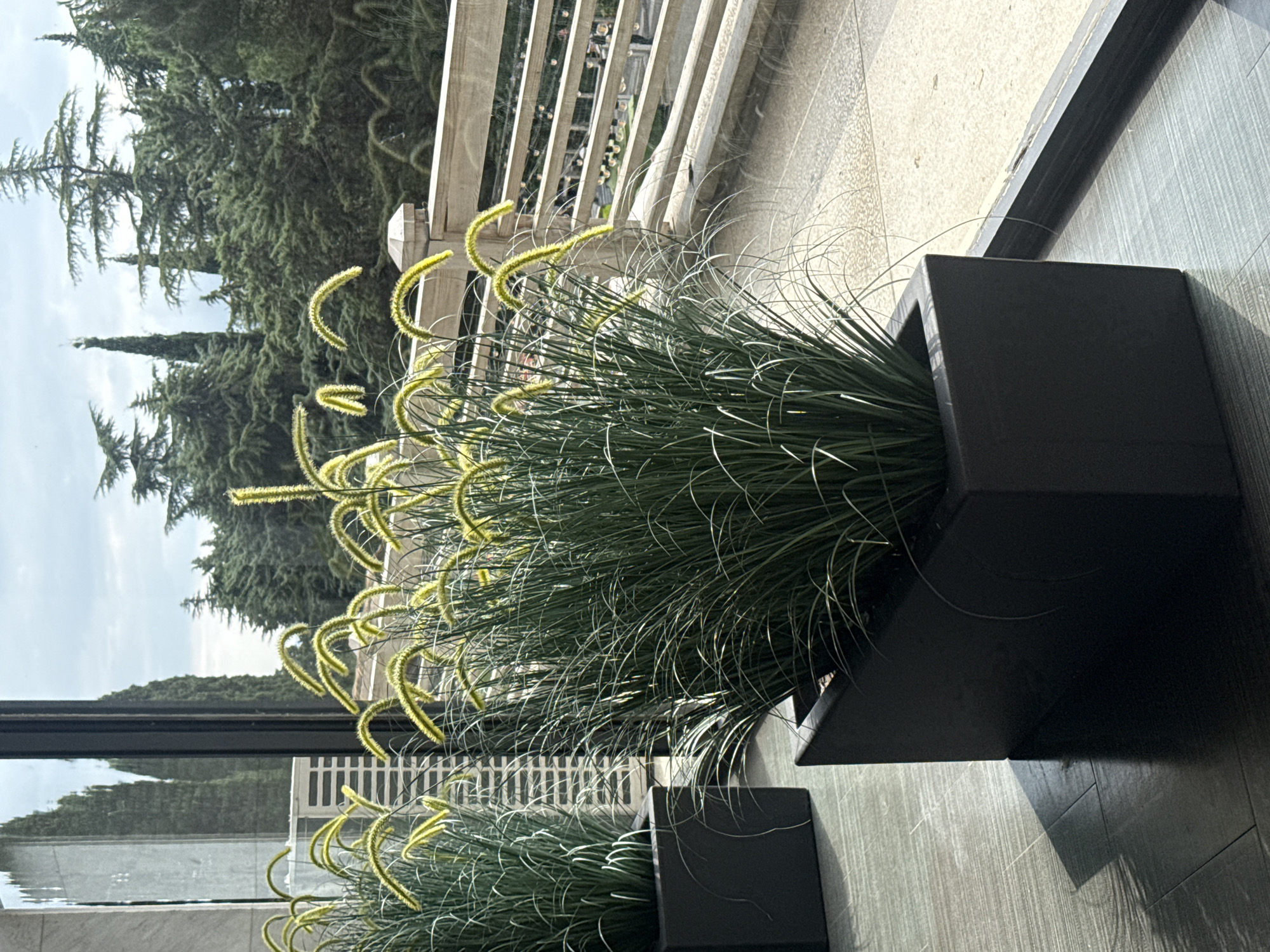 A close-up, eye-level, outdoor shot focuses on two dark gray rectangular planters filled with tall, green ornamental grass featuring fluffy, light green seed heads. The planters are positioned on a grey tiled floor that reflects the light. In the background, through a large window or glass partition, a wooden railing lines a balcony or terrace. Beyond the railing, a dense forest of green trees, including some tall, conical cypress trees, covers a hillside. The sky above is partly cloudy. The overall scene suggests a modern, upscale outdoor seating area with a natural, verdant backdrop. The location is identified as a city in Ukraine, specifically Yalta. No people are visible in the image.