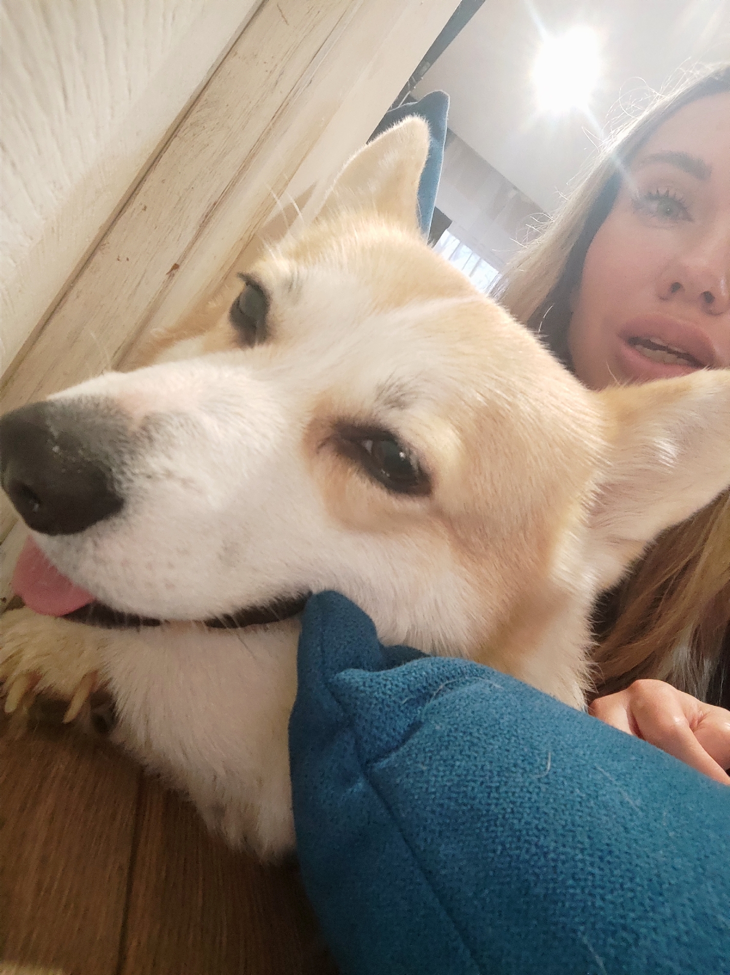 A fair-skinned woman with blonde hair is holding a white and tan corgi dog in her arms. The dog's black nose is prominent in the foreground, and its pink tongue is slightly visible. The woman's face, including her eyes and mouth, are partially visible behind the dog. A blue, textured object (possibly a blanket or cushion) is positioned beneath the dog's chin. The background consists of a light-colored wooden wall and a bright, overexposed area. There is no clear evidence to suggest this image was taken in Votkinsk, Russia, nor any recognizable landmarks.