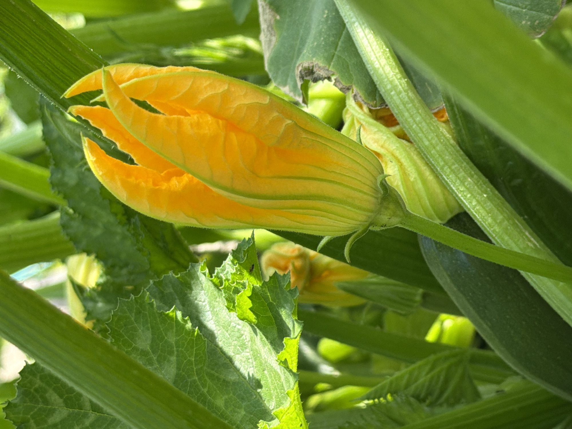 A close-up, eye-level shot captures the vibrant orange-yellow blossom of a zucchini plant surrounded by its lush green foliage. The flower, with its delicate petals unfurling, is the primary subject, positioned slightly to the right of the frame's center. Its texture is accentuated by the sunlight, highlighting the ribbed structure of its petals and stem. Behind the blossom, other parts of the plant are visible, including thick, ribbed green stems and broad, serrated leaves, some showing slight damage. The background is a soft blur of greens and yellows, suggesting a natural, outdoor setting. There are no people or animals in the image. The image was taken in Tashtagol, Russia.