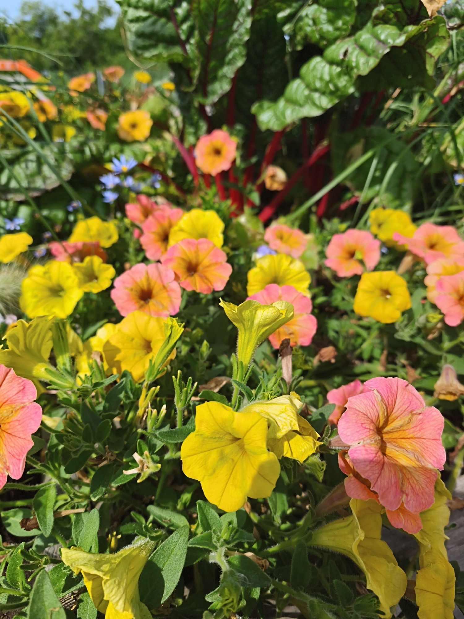 The image displays a close-up view of a flower bed filled with blooming petunias in varying shades of yellow, pink, and orange, interspersed with green foliage and hints of red stems from what appears to be chard. The flowers are the primary subjects, with several in sharp focus and others softly blurred in the background. The environment is outdoors, with sunlight illuminating the vibrant colors of the flowers. The scene is likely a garden or a public planting, suggesting a natural or cultivated setting within the city of Tallinn, Estonia. No people or animals are visible in the image.