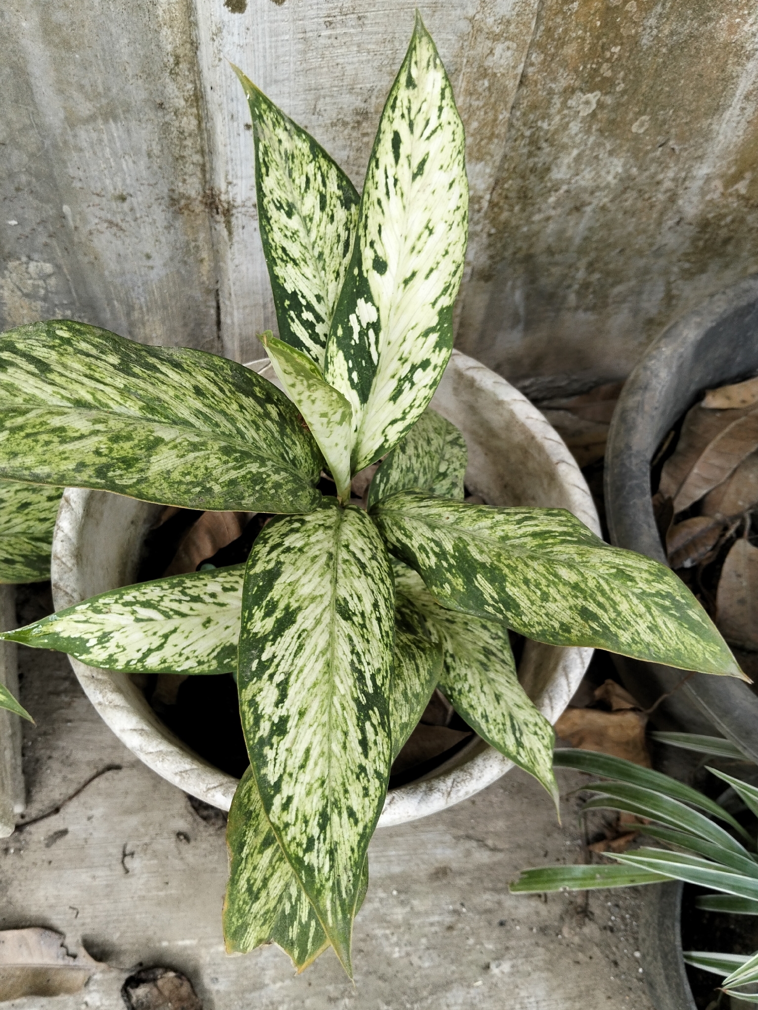 A potted Aglaonema plant with variegated green and white leaves is positioned in front of a textured, weathered concrete wall. The plant is in a white, ribbed ceramic pot. To the right of the white pot, a dark gray pot is partially visible, containing dry brown leaves. In the foreground and surrounding the pots, the ground is also concrete, with some scattered dry leaves and debris. The scene appears to be outdoors, possibly in a yard or garden area in Payagaboh, Indonesia, suggested by the typical outdoor elements and plant species found in such regions.