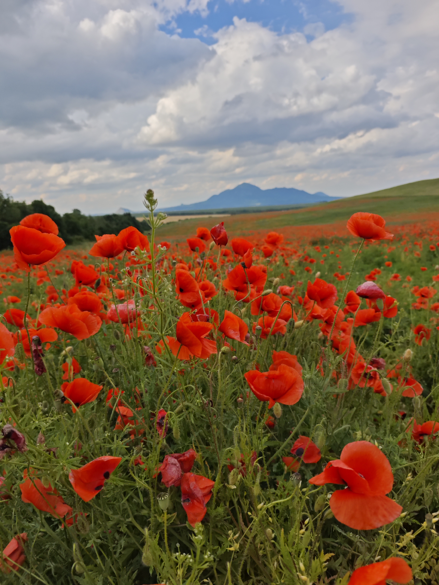In the city of Yutsa, Russia, a field of vibrant red poppies stretches across rolling green hills under a dramatic sky. The foreground is dominated by the delicate petals and slender stems of numerous poppies, some in full bloom and others still budding. The flowers are varied in their posture, with some facing upwards and others gently drooping. Interspersed among the poppies are thin green stalks and small white flowers, adding texture and contrast to the scene. In the mid-ground, the field of poppies continues, receding into a blur of red against the green landscape. Beyond the fields, a line of dark green trees forms a backdrop. In the distance, hazy blue mountains rise against the horizon, their peaks softened by the atmosphere. The sky is a dynamic mix of bright blue patches and large, billowing white clouds, casting shadows and creating a sense of depth. The overall impression is one of natural beauty and vast open space.