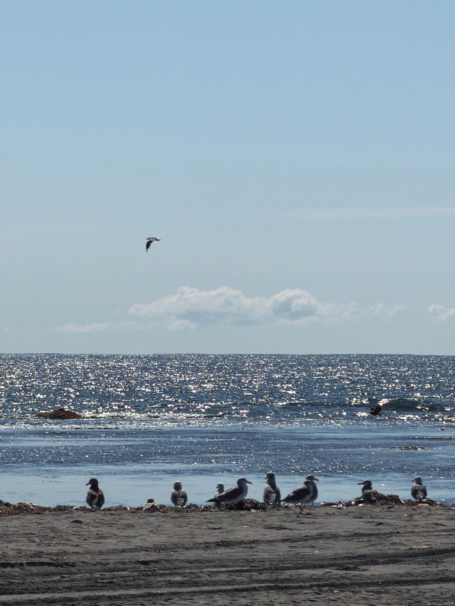 The image depicts a tranquil coastal scene. The foreground is a dark sandy beach, marked with tire tracks. A line of seagulls stands along the water's edge. In the middle ground, the ocean is a deep blue, shimmering with sunlight, with a few waves breaking near the shore. In the background, a pale blue sky is dotted with a few wispy white clouds. One seagull is in flight high in the sky, and another dark bird is visible near the water's surface. The overall impression is one of natural beauty and peacefulness. This scene is located on the coast of Yuzhno-Kurilsk, Russia.