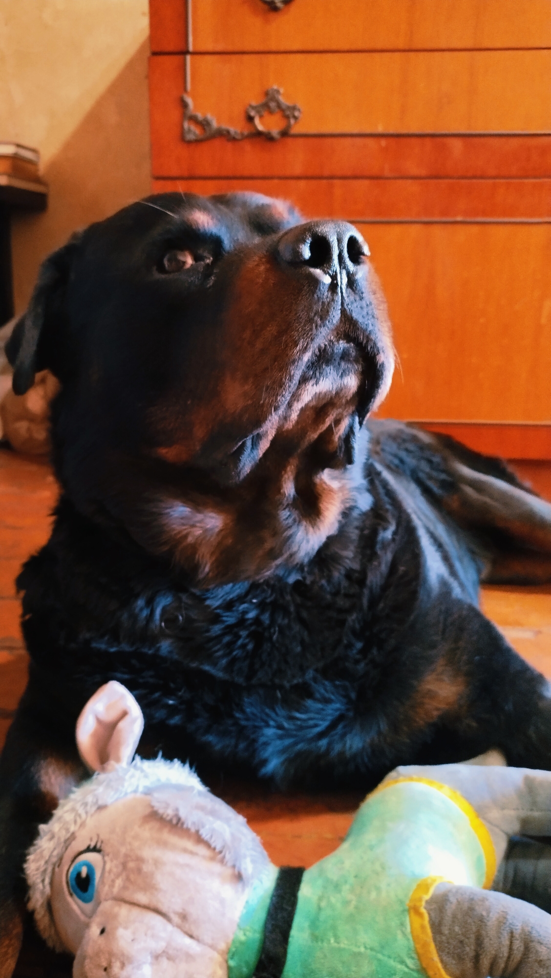 A Rottweiler dog is lying on a wooden floor next to a stuffed animal. The dog is black and tan with a wrinkled snout and is looking upwards. The stuffed animal is grey and white with blue eyes and is wearing a green and yellow outfit. In the background, there is a wooden dresser with decorative drawer pulls. The scene appears to be indoors, possibly in a residential setting in Horishni Plavni, Ukraine.
