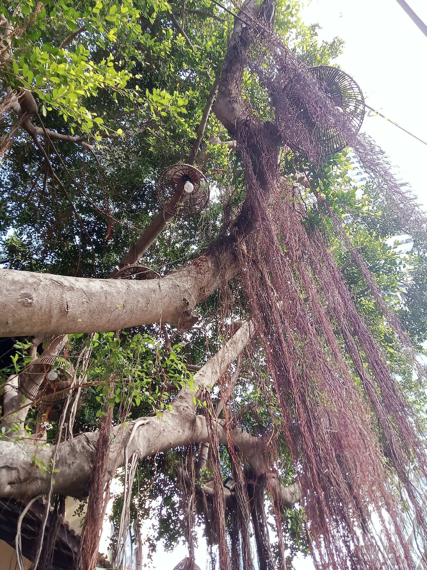 The image shows a large banyan tree in Nha Trang Ward, Vietnam. The tree has thick, grey branches covered in green leaves and long, brown aerial roots hanging down. Wicker cage-like light fixtures, each containing a light bulb, are attached to the branches. The sky is visible through the leaves, and a building can be seen faintly in the background.