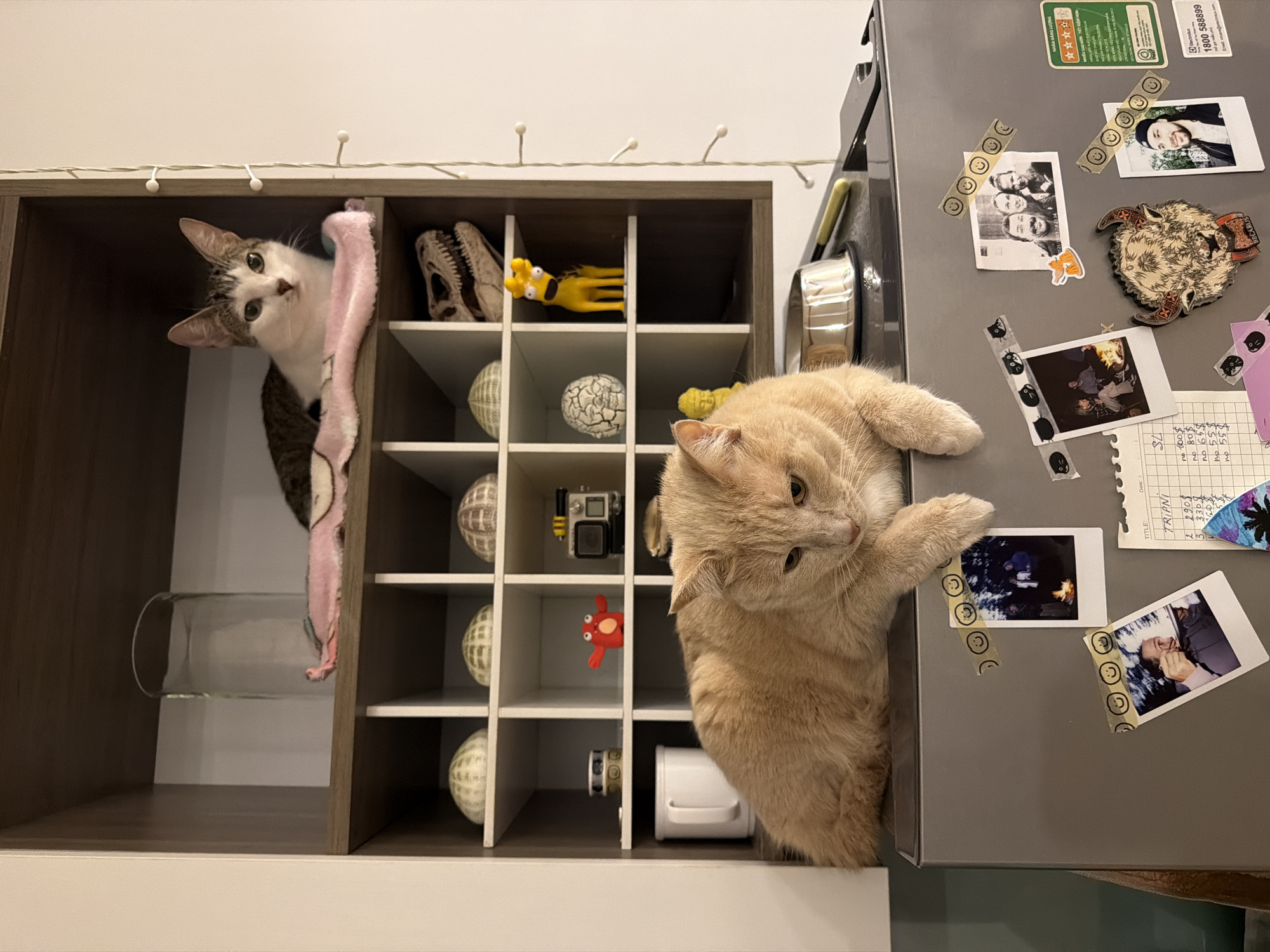 Two cats are visible in a photograph taken indoors. One cat, a tabby with white markings, peeks out from a shelf unit beside a cylindrical clear glass object wrapped with a pink cloth. The shelf unit contains various objects, including a dinosaur skull, yellow toy, patterned balls, an action camera, and a red toy. To the right of the shelves, an orange tabby cat rests on the side of a stainless-steel refrigerator. The refrigerator is decorated with several items, including photographs, decorative magnets, and stickers. A green energy efficiency sticker written in Vietnamese is visible at the top of the refrigerator. The location of the photo appears to be in or near Bac Nha Trang Ward, Vietnam, based on the sticker.