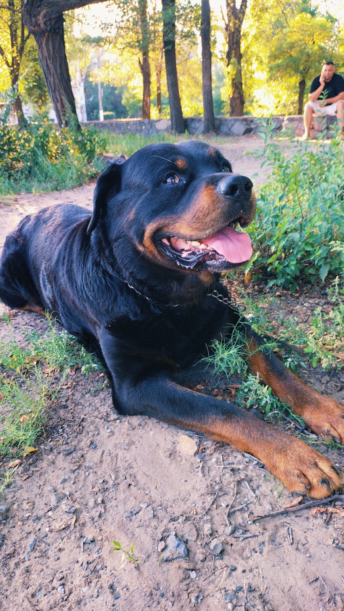 A Rottweiler dog lies on the ground in a park, with its head turned to the right, panting with its tongue out. The dog is black and tan with brown markings. In the background, a man sits on a stone wall, talking on his phone. The environment appears to be a park with trees and bushes, suggesting a natural setting within the city of Horishni Plavni, Ukraine. The ground is sandy and uneven, with scattered leaves and small rocks. The lighting suggests it is daytime, likely late afternoon or early evening, with the sun casting long shadows.