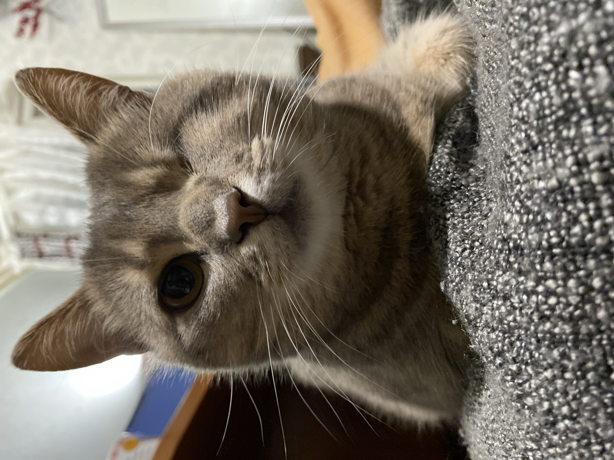 A close-up, eye-level, indoor shot shows a tabby cat with light brown and grey fur. The cat is lying down on a textured grey blanket. Its head is tilted slightly, and its left eye is closed or missing, while its right eye is open and appears to be looking directly at the camera. The cat's whiskers are prominent and white. In the background, a blurry orange surface is visible, along with what appears to be furniture and a light-colored curtain. The lighting is dim, creating a soft focus effect. The location is described as Unknown, Unknown.