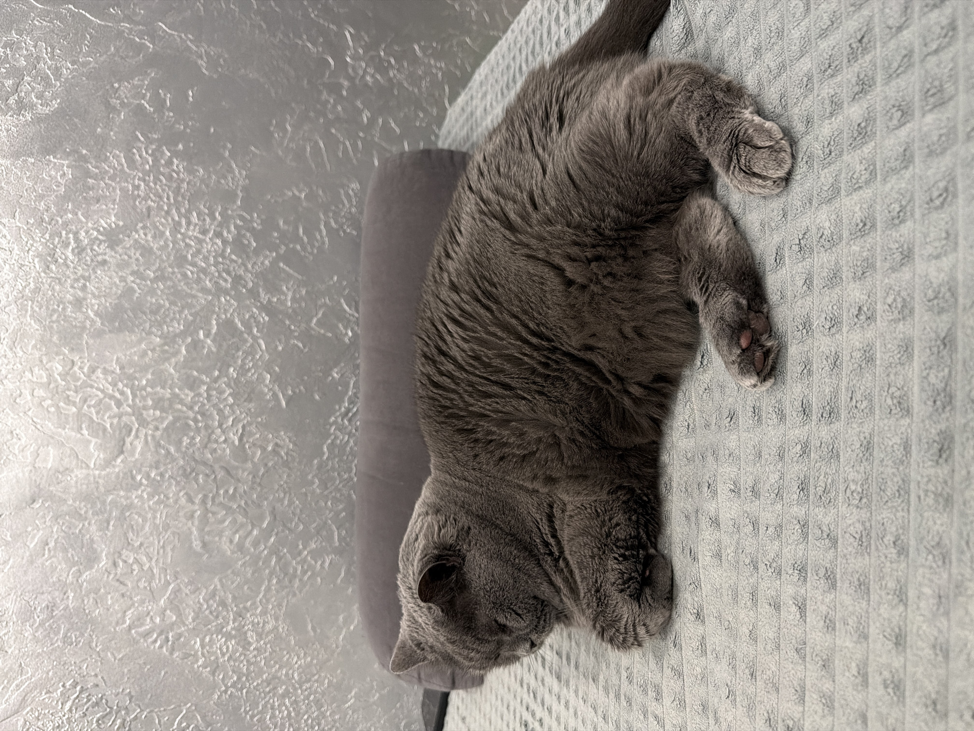 A grey British Shorthair cat is sleeping peacefully on a textured grey surface, likely a bed or sofa, with its head resting on a grey bolster pillow. The cat is positioned on its side, with its paws tucked in. Behind the cat, a textured grey wall serves as the backdrop. The lighting is soft, creating a relaxed atmosphere. The image appears to be taken indoors, in what could be a domestic setting in Водоканал Снт, Russia.