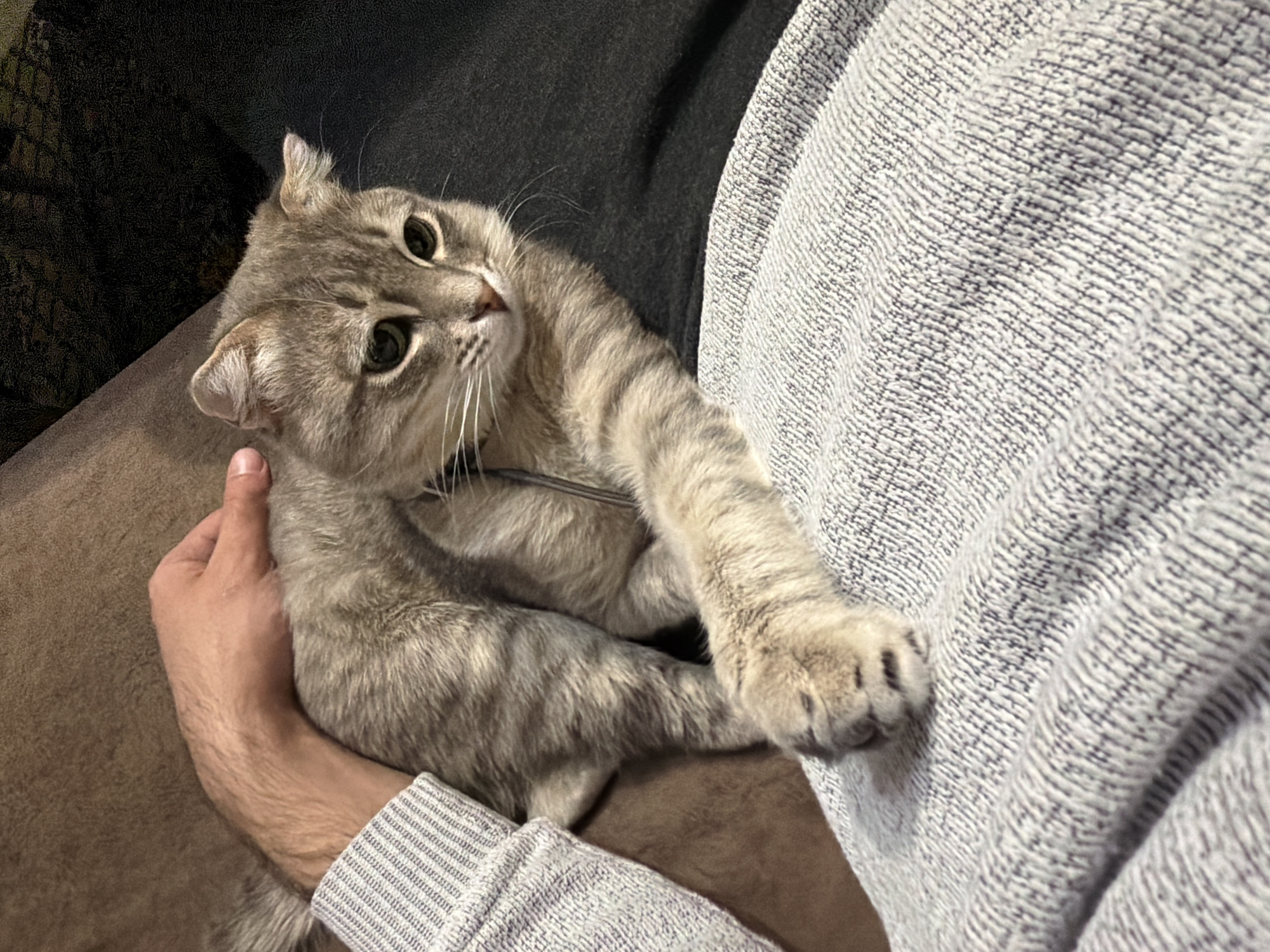 A grey tabby cat is being held in someone's lap. The cat has large, green eyes and is looking directly at the camera. The person holding the cat is wearing a grey sweater. The location is indoors, with a brown couch and a dark grey background visible. The location is most likely NOT in the city of Novxanı, Azerbaijan, as there is nothing in the image to suggest this.