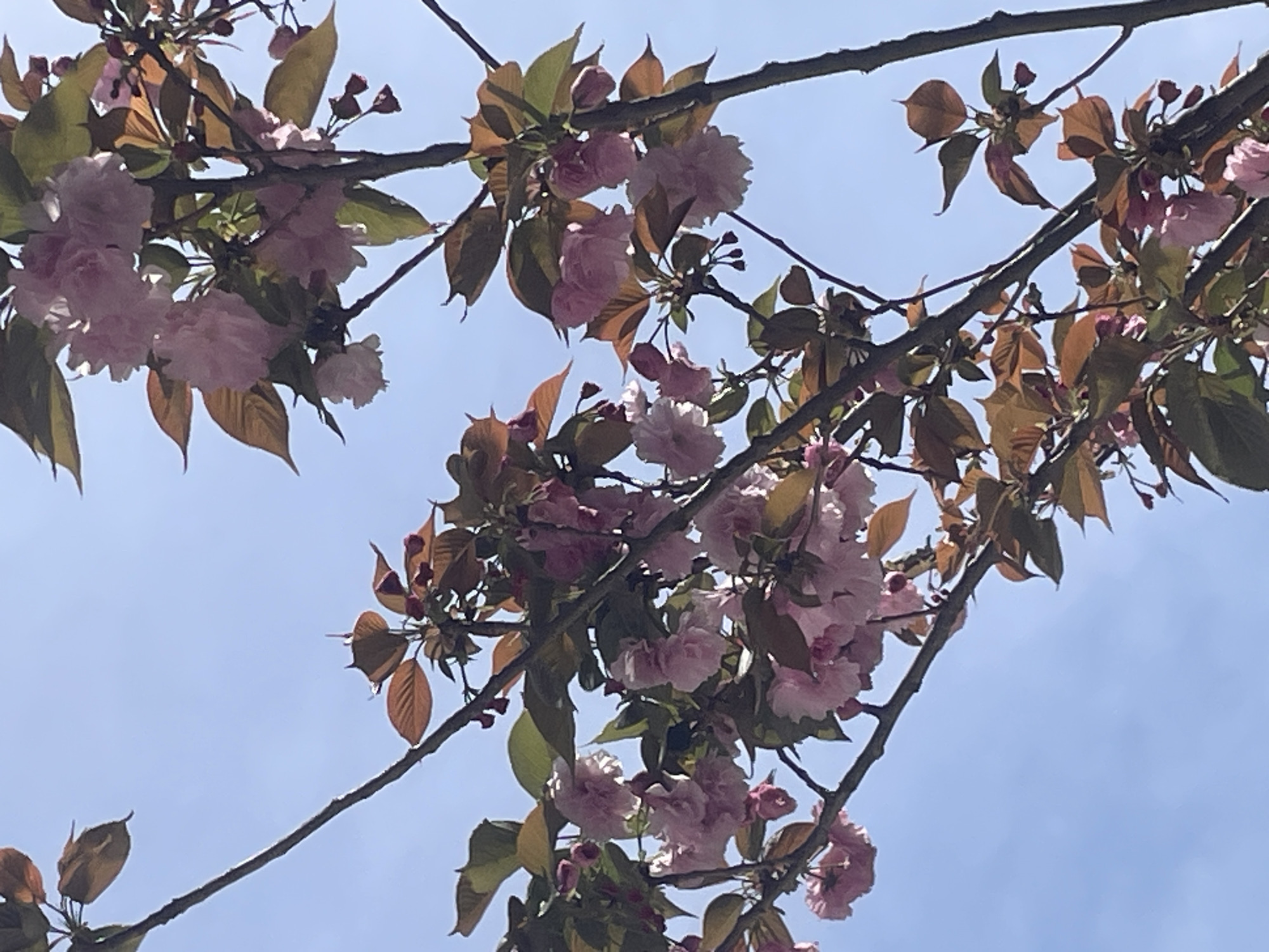 The image shows branches of a tree with pink blossoms and reddish-brown and green leaves against a light blue sky. The scene appears to be taken from a low angle, looking up at the tree branches. There are no people visible in the frame. The location in Bečići, Montenegro, is not verifiable based on the image alone.