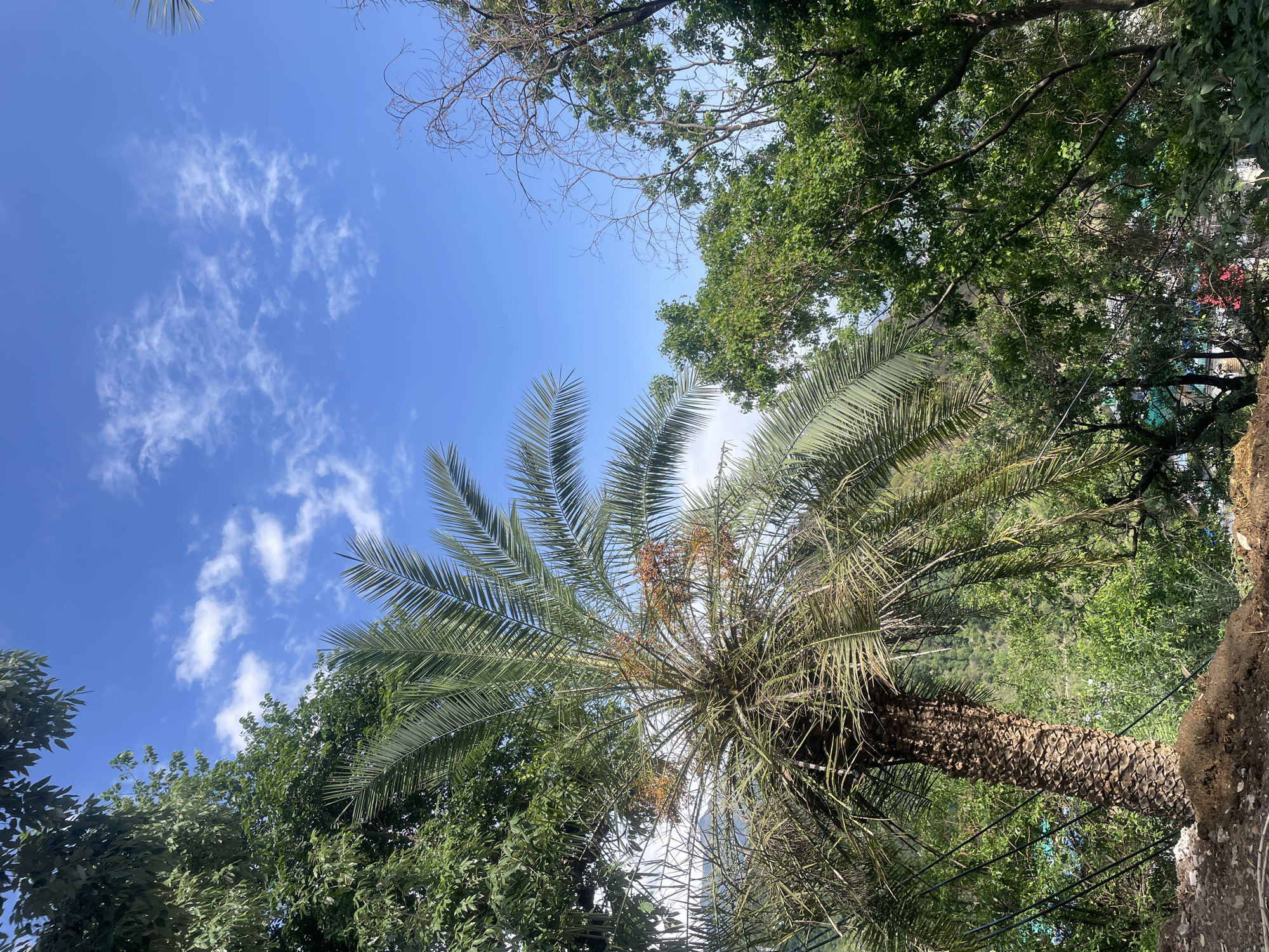 The image is a view looking up at a palm tree against a partly cloudy blue sky in Dharamshala, India. The trunk of the palm tree extends from the lower right corner of the frame, and its fronds spread out towards the upper left, partially obscuring the sky. Other trees with green foliage surround the palm tree. Wires are visible among the branches, likely electrical or communication lines. The sky is bright blue with scattered, thin clouds. A portion of a tree with bare branches can be seen in the upper center of the frame. The environment appears lush and vegetated.
