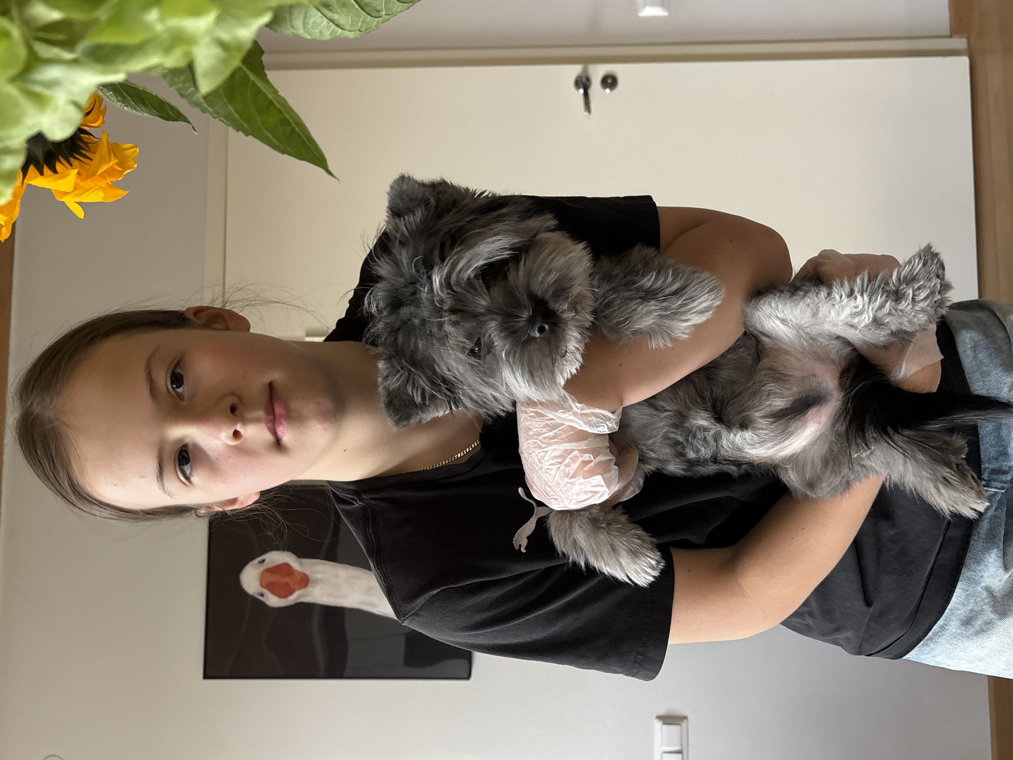 The image displays a young person, likely a girl or young woman, holding a small dog in an indoor setting. The person has light skin, dark hair, and dark eyes, looking directly at the viewer with a neutral expression. She is wearing a black short-sleeved t-shirt featuring a white Puma logo on the chest, a thin gold-colored chain around her neck, and light-colored denim on her lower body.
She is holding a small, fluffy dog with mostly grey fur, a black nose, and dark eyes. The dog appears calm and is nestled comfortably in her arms. A notable detail is that the person is wearing light pink or clear disposable gloves on both hands while holding the dog, which might indicate activities like grooming, medical care, or careful handling.
The background consists of plain, light-colored walls. In the upper left corner, a lush green plant with bright yellow flowers, possibly sunflowers, partially fills the frame. On the wall behind the person, a framed picture hangs, showcasing the head and long neck of a white goose or duck with an orange beak against a dark, possibly black, background. A light-colored door or cabinet with two small, round, metallic handles is also visible further back. Near the bottom right, a white electrical outlet or light switch is present on the wall. The overall scene suggests a casual domestic environment.
The only visible text is the "Puma" brand logo on the person's t-shirt.