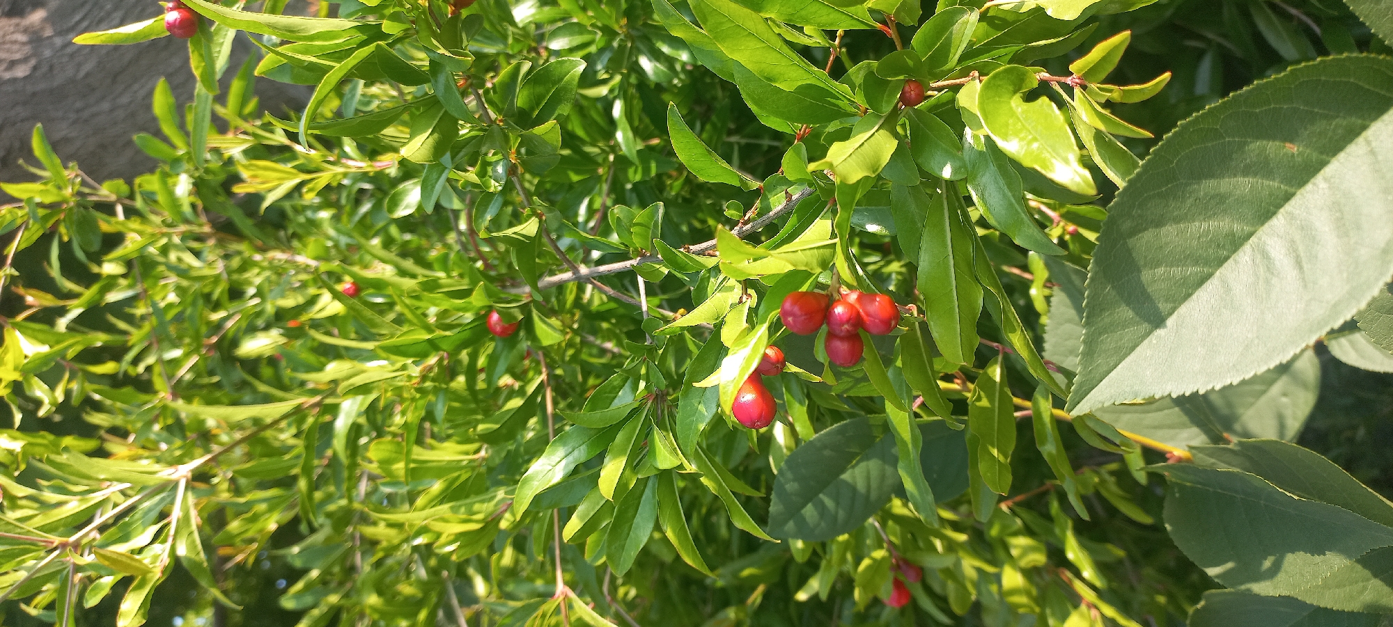 The image shows a close-up of a green, leafy bush with several small, red, berry-like fruits. The fruits are clustered together in some areas and appear to be ripening or mature. The leaves are elongated and pointed, with a slightly glossy texture. The lighting suggests it is daytime, possibly late afternoon, with sunlight filtering through the foliage, creating shadows and highlights. The background is blurred, but hints at a natural outdoor setting, possibly a garden or park. There are no people or animals visible in the image. The scene is static, focusing solely on the plant and its fruits. The image is a vertical shot, taken at eye level. There are no man-made structures or specific landmarks visible that would definitively place it in Tbilisi, Georgia.