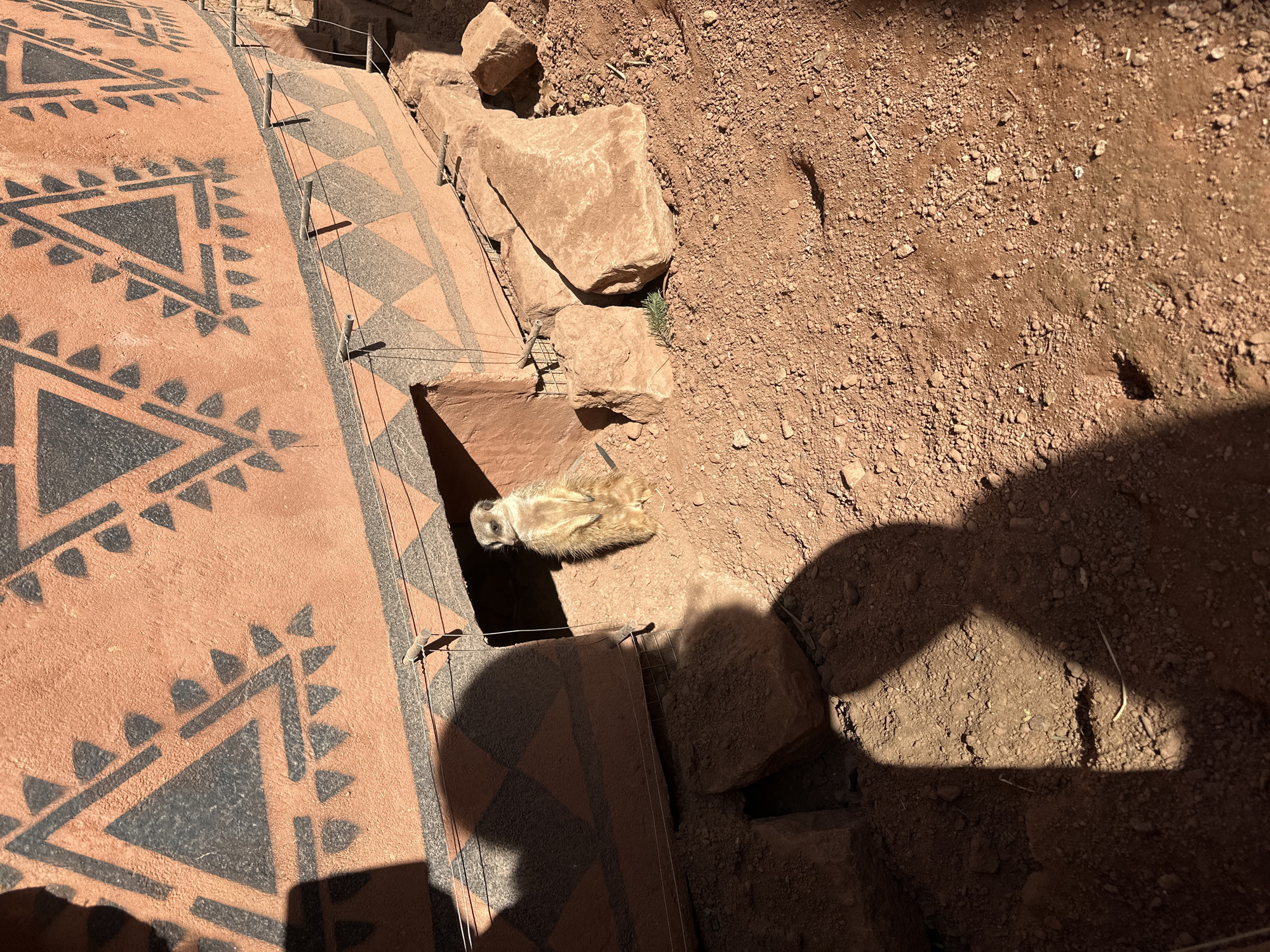 The image depicts an elevated, textured pathway with dark triangular patterns, bounded by a protective wire fence on the left and a rough, reddish-brown dirt and rock surface on the right. A tan-colored meerkat lies prone near the edge of the pathway where it meets the dirt area. The scene is brightly lit, casting shadows from an unseen object or person in the lower right corner. Based on the presence of the meerkat, this image was likely taken in the Wrocław Zoo. Wrocław is a city located in Poland.