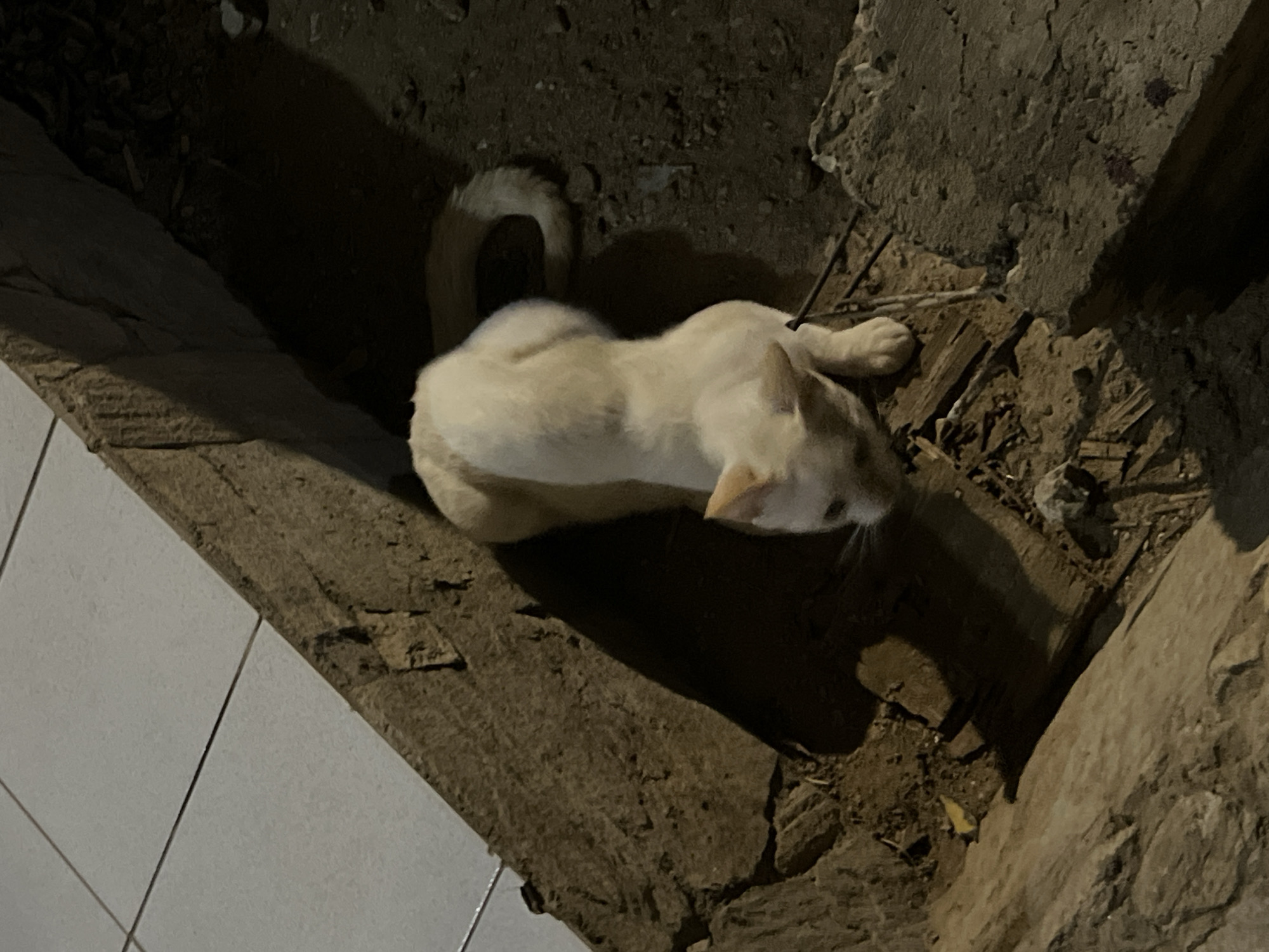 The image depicts a light orange and white cat lying in a crevice between a tiled surface and a rough, uneven concrete structure. The cat is positioned with its head pointing to the right and its tail curved upwards. The environment consists of coarse dirt and debris in the crevice. The location appears to be outdoors, with the tiled surface suggesting a paved area near a building. The location is Juan Griego, Venezuela.