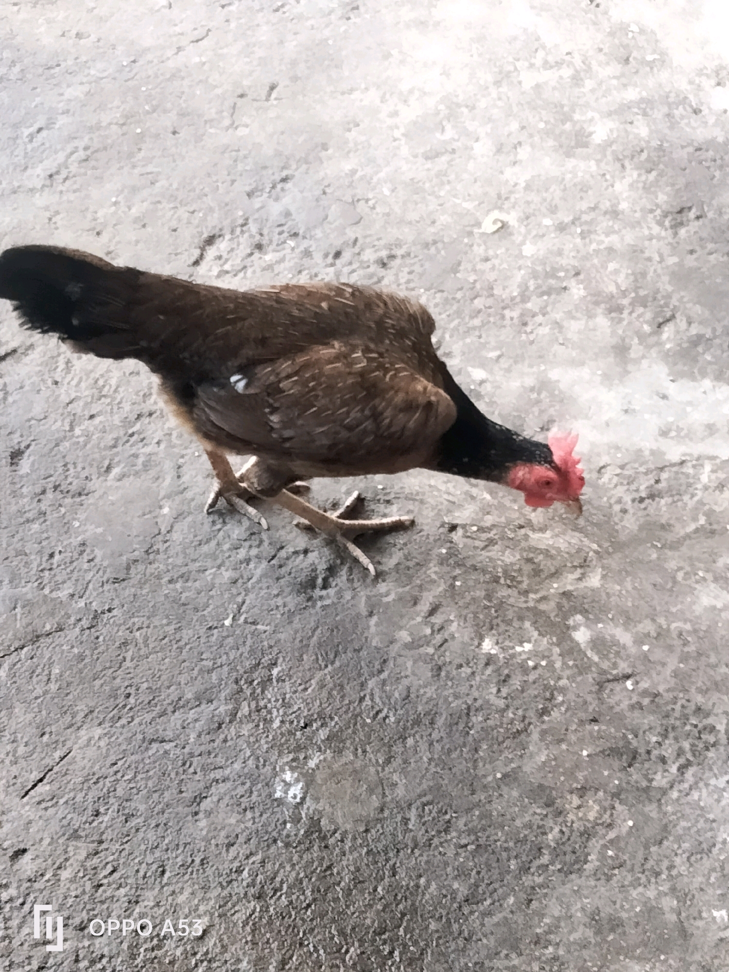 A chicken is shown foraging on a concrete surface, with its head bent down to the ground. The chicken has dark brown and black feathers, with a red comb on its head and a black neck. Its legs are visible, with sharp claws. The concrete surface is textured and appears weathered, with some small white specks scattered across it. The image is taken from a high angle, looking down at the chicken. The background is out of focus, but suggests an outdoor environment. The bottom left corner of the image contains a watermark that reads "OPPO A53". This image appears to have been taken in the city of Trenggalek, Indonesia, based on the watermark.