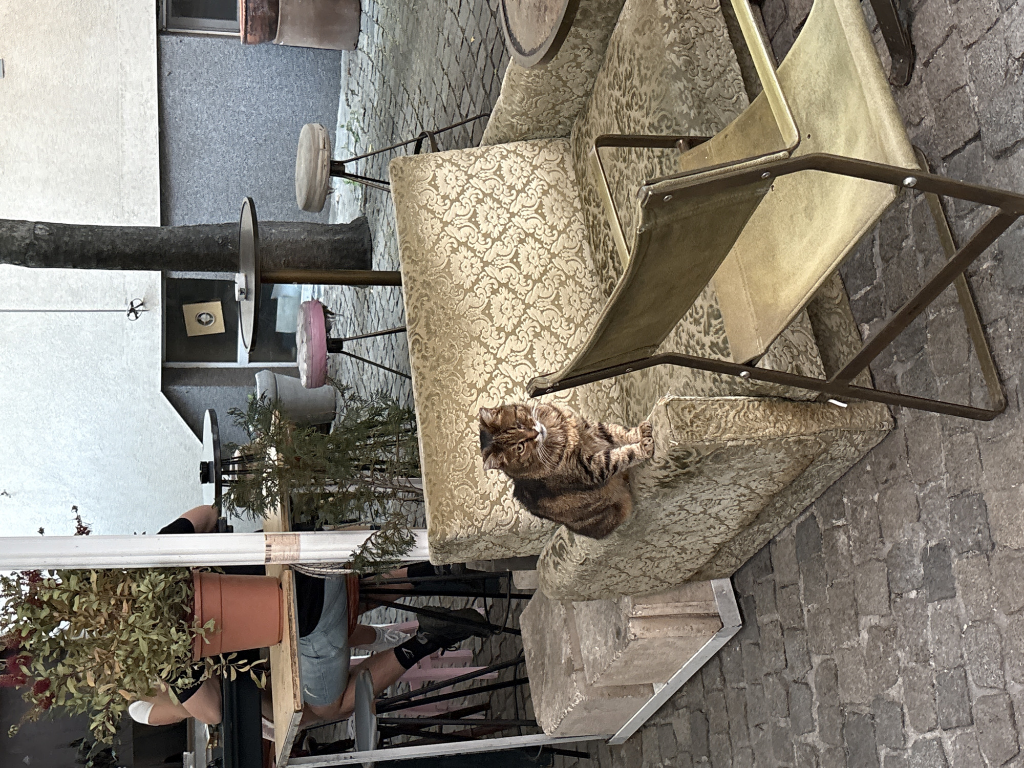 This image depicts an outdoor patio setting, likely a cafe or communal space, situated on a cobbled surface in Sofia, Bulgaria. The ground is covered with irregularly shaped grey paving stones.
In the mid-ground, a brown tabby cat with distinctive stripes is seated upright on the left armrest of an aged, light-gold upholstered sofa. The sofa features a prominent damask or floral pattern and shows signs of wear. The cat looks directly forward; its right eye appears partially closed or injured. Directly in front of the sofa, a simple, foldable-style chair with a dark metal frame and light-tan canvas-like fabric seat and back is positioned with its back facing the viewer.
To the left of the cat and sofa, a stack of three light-colored, rectangular blocks rests on a white metal frame, potentially serving as steps or a display. Further left and back, partially obscured by a large potted plant with wilting, reddish-green foliage, are two individuals seated at a small wooden table. One person's legs, clad in denim shorts, dark socks, and black shoes, are visible beneath the table. A tall, white pole stands between this area and the cat.
In the background, to the right of the sofa and chair, a small, round, dark metal table is visible. To its left stands a stool with a pink upholstered, circular seat and three dark metal legs, while another stool with a beige upholstered seat is to its right. A tree trunk rises behind the table and stools. The background consists of a light-grey building wall with a rough texture, featuring a darker grey lower section with small rectangular openings and a framed object (possibly a picture or sign) visible on the darker section. Stacked terracotta pots are present on the far right. A small, circular, dark object hangs from a wire in the upper left background.