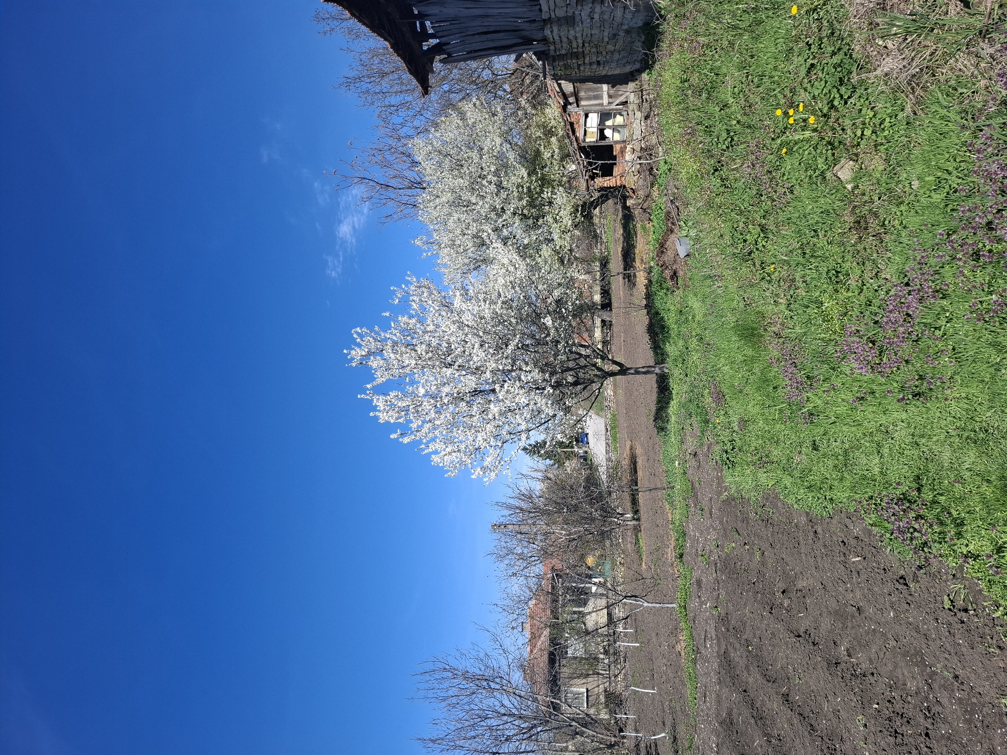 A landscape photograph, oriented vertically, depicts a rural scene near Gramada, Bulgaria, under a clear blue sky with a few wispy clouds. At the top right of the image, an old dilapidated wooden structure with a thatched roof stands next to overgrown vegetation, including green grass, weeds, and small purple flowers. A dirt path runs along the length of the image, separating the structure and vegetation on the right from an area of cultivated dark soil on the left. Several trees are positioned along the dirt path. One is in full white blossom. Others appear to be dormant. Further down the path, there is an additional building partially obscured by trees and a wire fence.