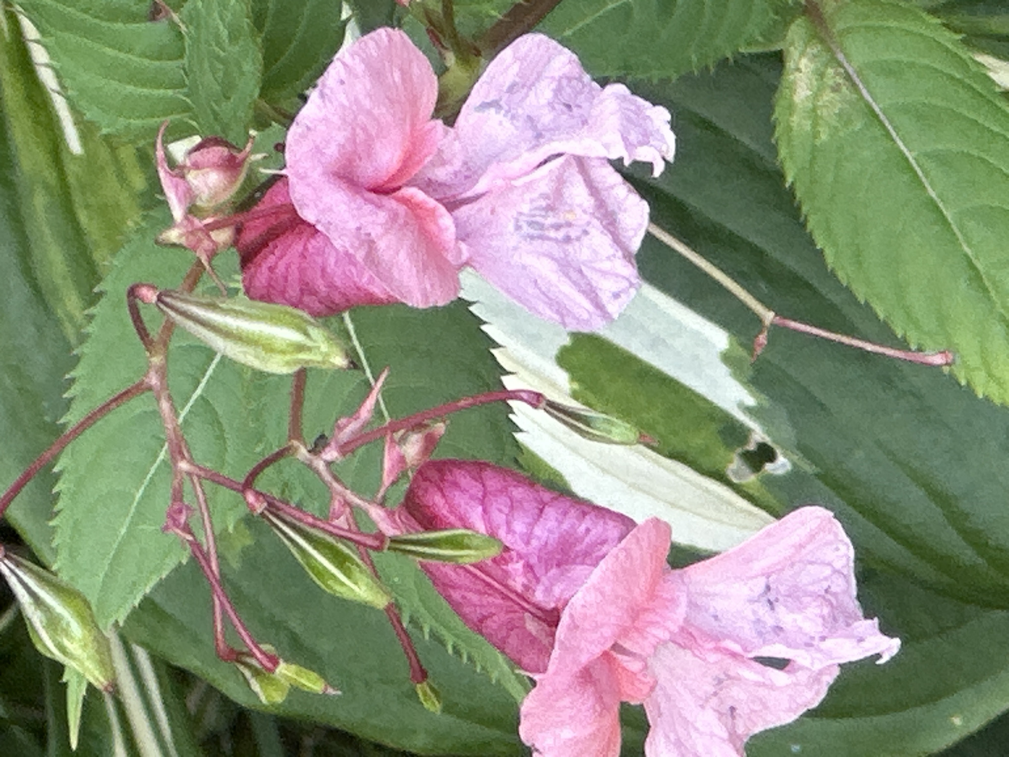 The image shows a close-up view of two pink Impatiens glandulifera flowers, also known as Himalayan Balsam, with some green seed pods and serrated green leaves in the background. The flowers are delicate and trumpet-shaped, with ruffled petals. One flower is predominantly pink, while the other is a lighter shade of pink with hints of purple. The seed pods are elongated and pointed, with striped green and white exteriors. The leaves are broad and dark green, with a distinct serrated edge. The lighting suggests an outdoor setting, likely a garden or natural area. There are no people or specific urban features visible in the image, making it impossible to determine its location in Podolsk, Russia, or any other city.