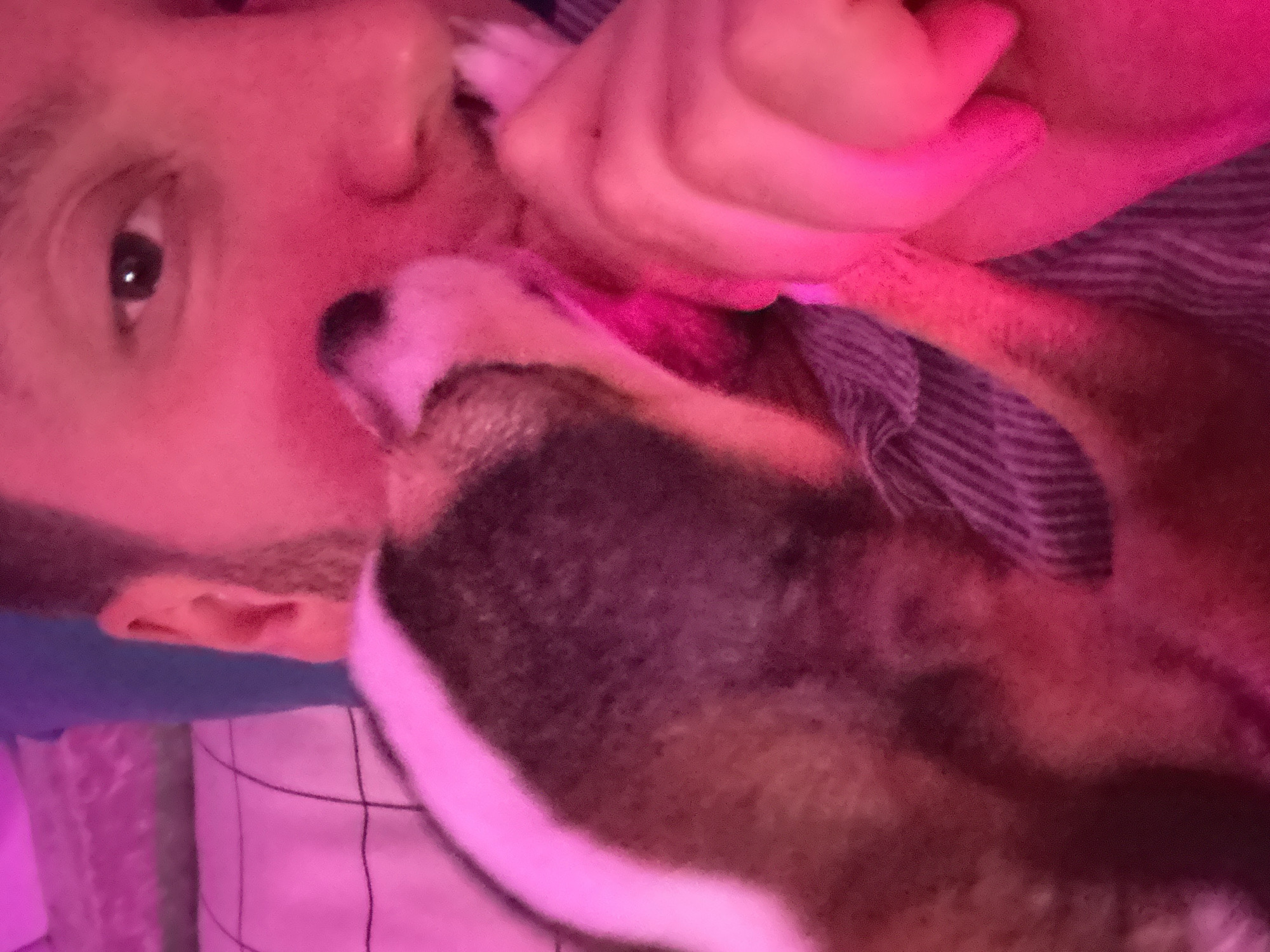A close-up, first-person perspective selfie shows a person being nuzzled by a dog. The person's face is illuminated by pink light, with their eye visible on the right side of the frame. The dog, with brown, white, and black fur, is positioned on the left and center of the frame, pressing its face into the person's cheek. The person's hand, also illuminated by pink light, is visible near the dog's head. The background consists of a striped fabric, possibly clothing or bedding. The image appears to be taken indoors, with no discernible features of the city of Мирный, Russia.