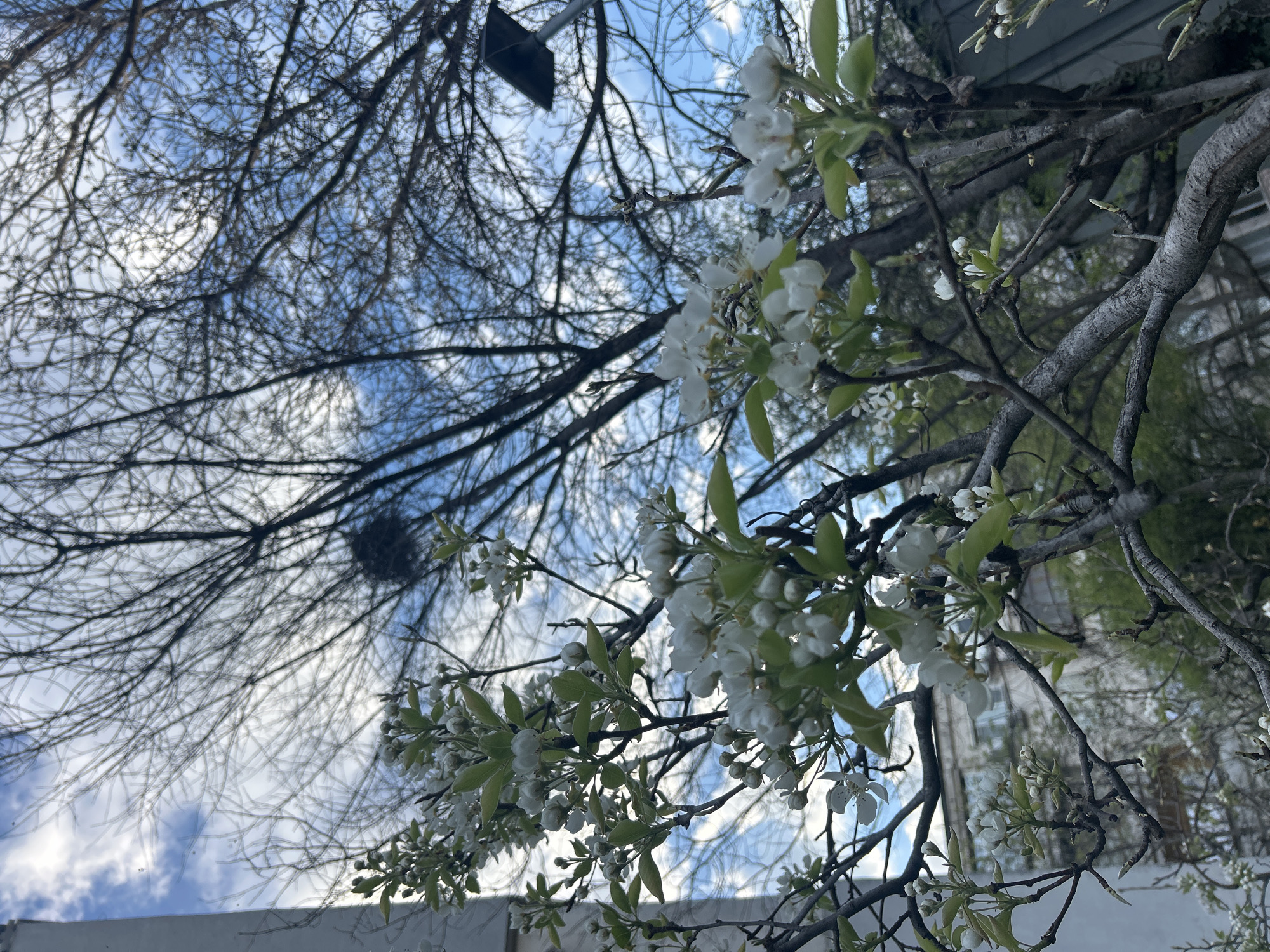 The image shows a view looking up into a tree with white blossoms and bare branches against a blue sky with scattered clouds. The branches with blossoms are in the foreground, while the bare branches fill the upper-left portion of the frame. A few buildings are partially visible in the background, particularly on the right side of the frame. A dark, rectangular object, possibly a sign, hangs from a branch in the upper portion of the image.
Without further information or context, it is not possible to determine if this scene is in Plovdiv, Bulgaria.