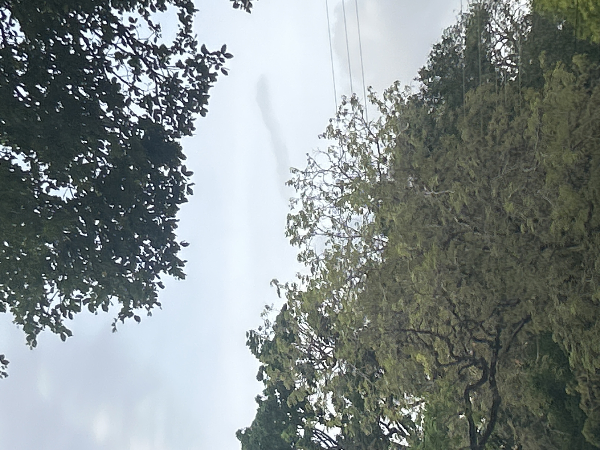 The image shows a canopy of trees against a cloudy sky. The foliage is dense and varied in color, ranging from dark green to lighter, more muted tones, suggesting a natural or park-like environment. In the upper portion of the image, the leaves of a tree are silhouetted against the sky, with some branches extending from the top. A faint, elongated cloud formation is visible in the sky between the trees. Closer to the bottom of the image, power lines are strung horizontally across the scene, indicating the presence of infrastructure within or near the green space. The overall impression is of an outdoor setting with abundant vegetation, possibly a humid climate given the lushness of the trees. The location in Santa Ana, Venezuela, implies a tropical or subtropical environment.