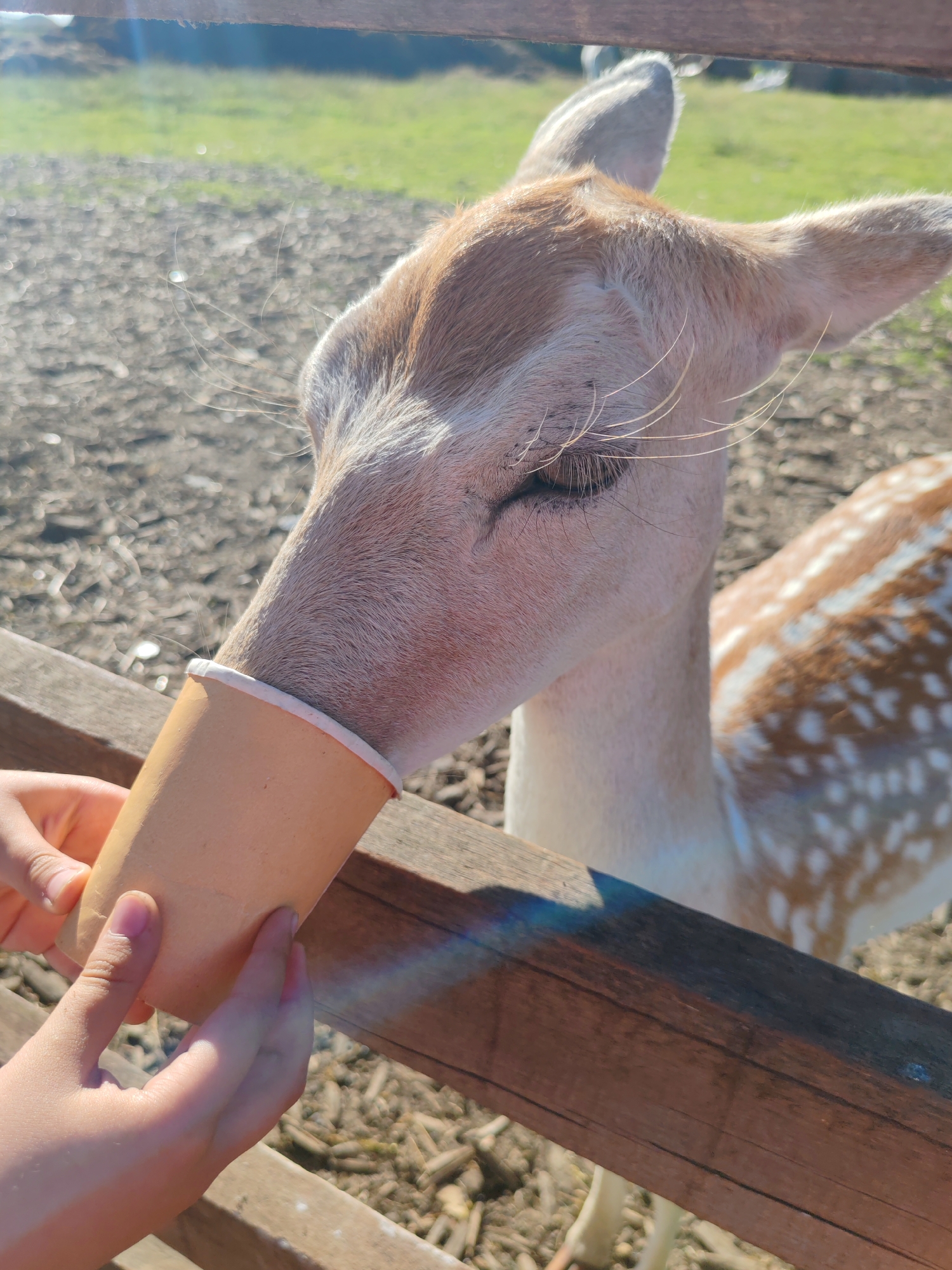 A deer is being fed from a paper cup by two hands on a sunny day. The deer has brown and white spots on its body and is leaning its head towards the cup, with its mouth inside. The hands are holding the cup securely, with the fingers visible. The background shows a wooden fence, gravel, and green grass. The location is in the city of Lukaši, Russia.