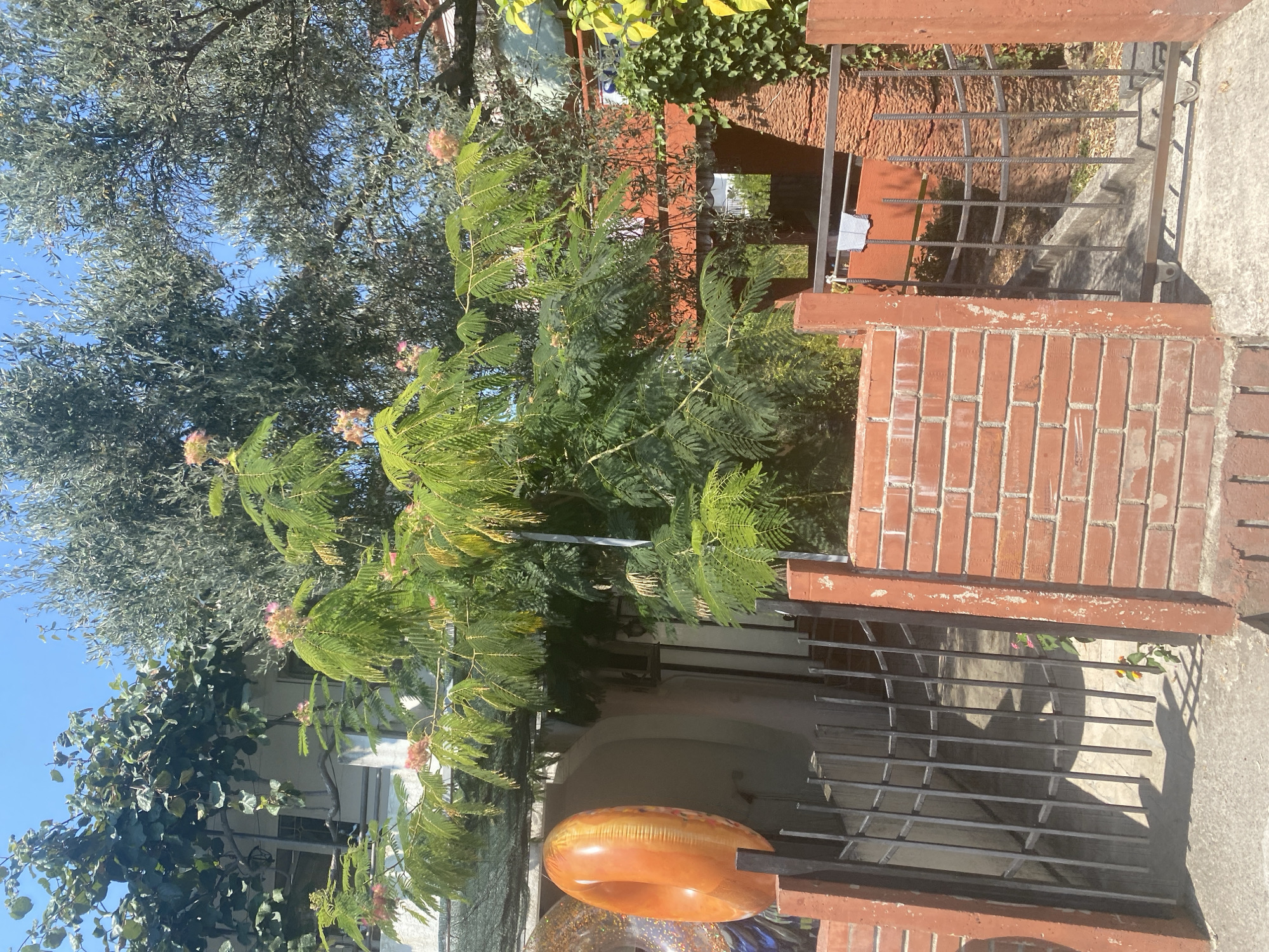 An outdoor daytime scene in Bar, Montenegro, features a lush garden and part of a building. In the foreground, a low brick wall with red concrete posts flanks a metal gate. To the left of the gate, an orange inflatable ring is leaning against a similar wall. Behind the gate, a pathway leads to a building's entrance. The garden is filled with dense green foliage, including a tree with delicate pink blossoms in the center. An olive tree with silvery-green leaves dominates the upper right portion of the frame, with its branches extending over the scene. The sky is clear and blue.