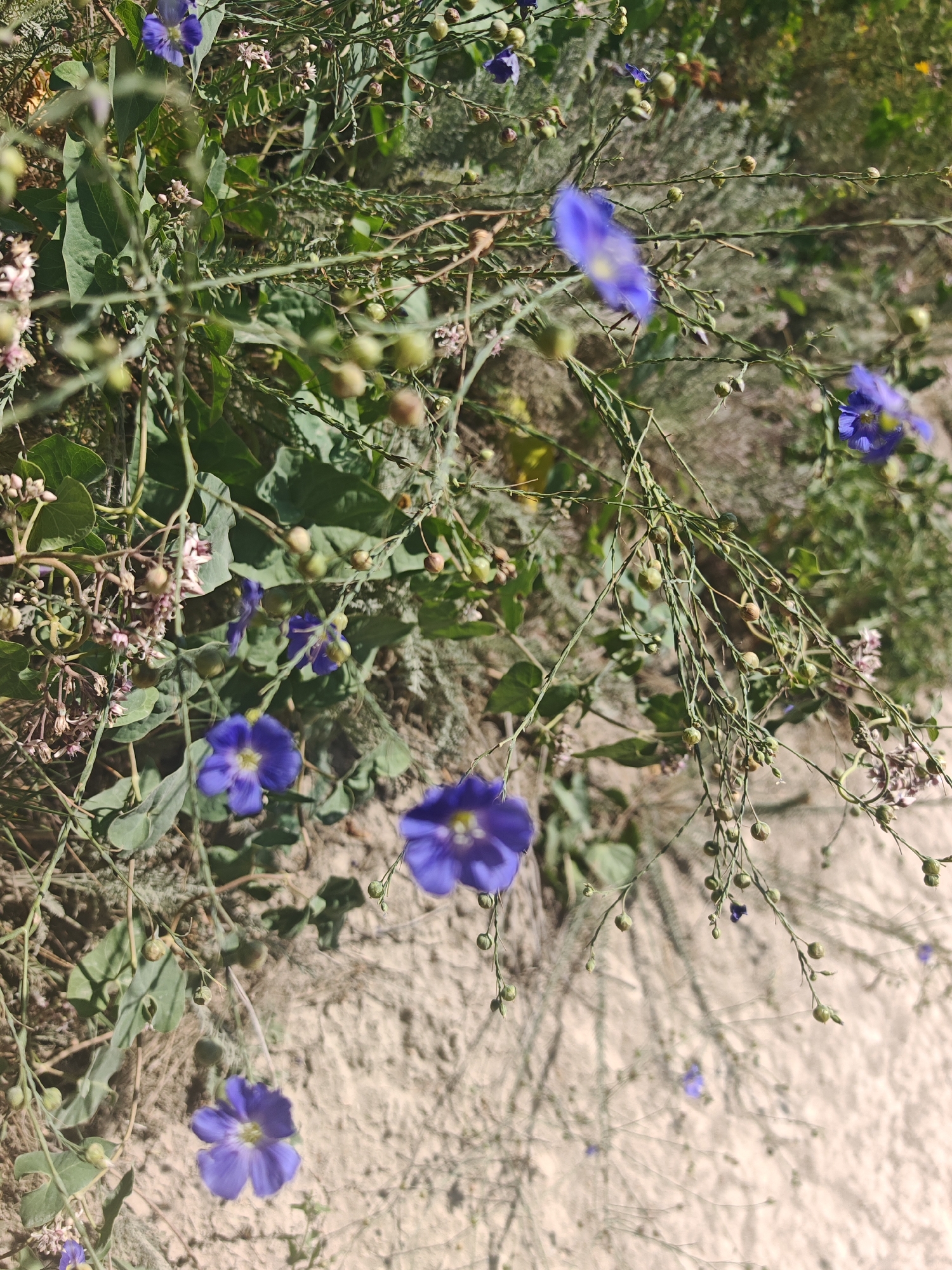 The image captures a close-up view of delicate purple flowers with five petals, sparsely scattered amongst thin, dry, green stems and numerous small, round seed pods. The flowers vary in focus, with some appearing sharp and others blurred, suggesting a shallow depth of field. Green leaves are visible, some appearing wilted or dried, intertwined with the flowering stems. The background consists of a textured, sandy or earthy surface, possibly dry soil or a path, with hints of muted green and brown vegetation in the distance. The lighting suggests an outdoor environment under natural sunlight. There are no people or animals visible in the image. This scene is located in Supsekh, Russia, where this type of flora is common in dry, open areas.
