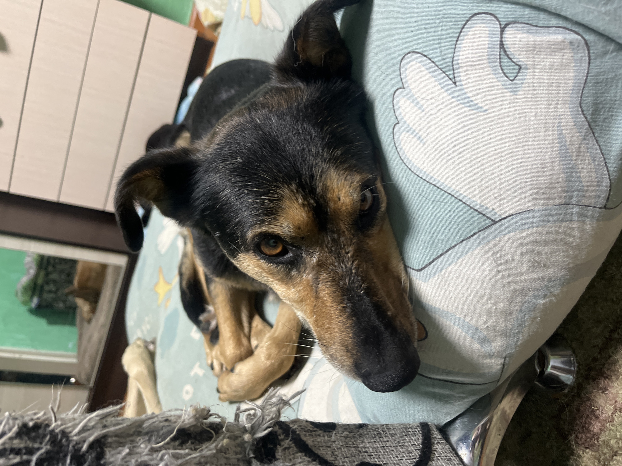 A black and tan dog is lying on a bed with a blue and white patterned sheet. The dog is curled up on its side, with its head resting on the pillow. The dog's eyes are open, and it appears to be looking at the camera. In the background, a mirror reflects another dog lying on the floor. The room is dimly lit, and there is a dresser with drawers in the background. The scene is an interior domestic setting.