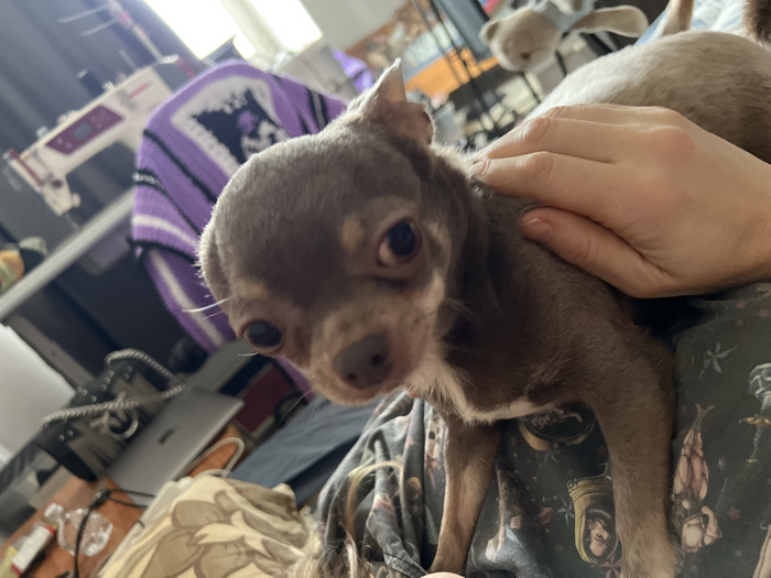 An indoor scene depicts a small, short-haired canine, appearing to be a Chihuahua, with grey-brown fur and prominent dark eyes, looking directly forward. White markings are visible on its chest and muzzle. A light-skinned human hand is resting on the dog's back, gently petting it. The dog is positioned on the lap of an individual, whose legs are covered by dark fabric patterned with light, stylized figures. In the background, to the left, a white sewing machine with purple details rests on a surface. A chair, partially visible behind the sewing machine, is draped with a purple, white, and black striped crochet blanket featuring a square design. Further back, a silver-toned laptop and a pair of dark shoes with white laces are discernable. A clear plastic water bottle is also visible on a surface. In the upper right background, a light-colored stuffed animal, possibly a teddy bear, is partially in view. The setting appears to be a cluttered, well-lit domestic room, with light originating from the upper right, likely from a window. There are no visual cues within the image to specify the location as Saint Petersburg, Russia.