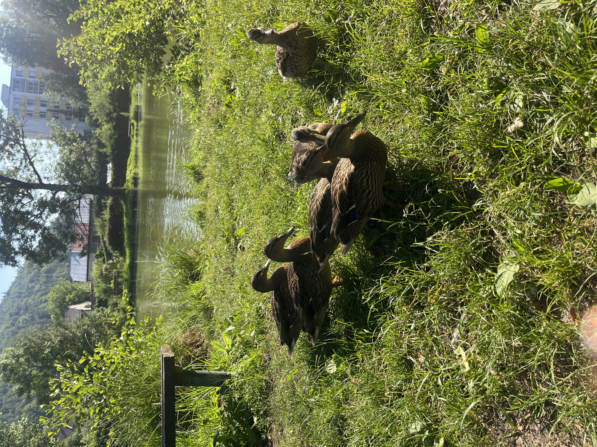 This image depicts a group of ducks gathered on a grassy bank next to a body of water. The ducks are primarily brown and patterned, with several individuals visible in various positions, some preening and others appearing to interact with each other. The surrounding area is lush with green grass and foliage, suggesting a natural or park-like setting. In the background, a calm body of water reflects the surrounding greenery and a building. Further in the distance, a building complex and a hillside covered in trees are visible. The lighting suggests it is a sunny day, likely daytime, casting shadows on the grass. The overall scene is serene and peaceful, with the ducks appearing comfortable in their environment. No visible text is present in the image.