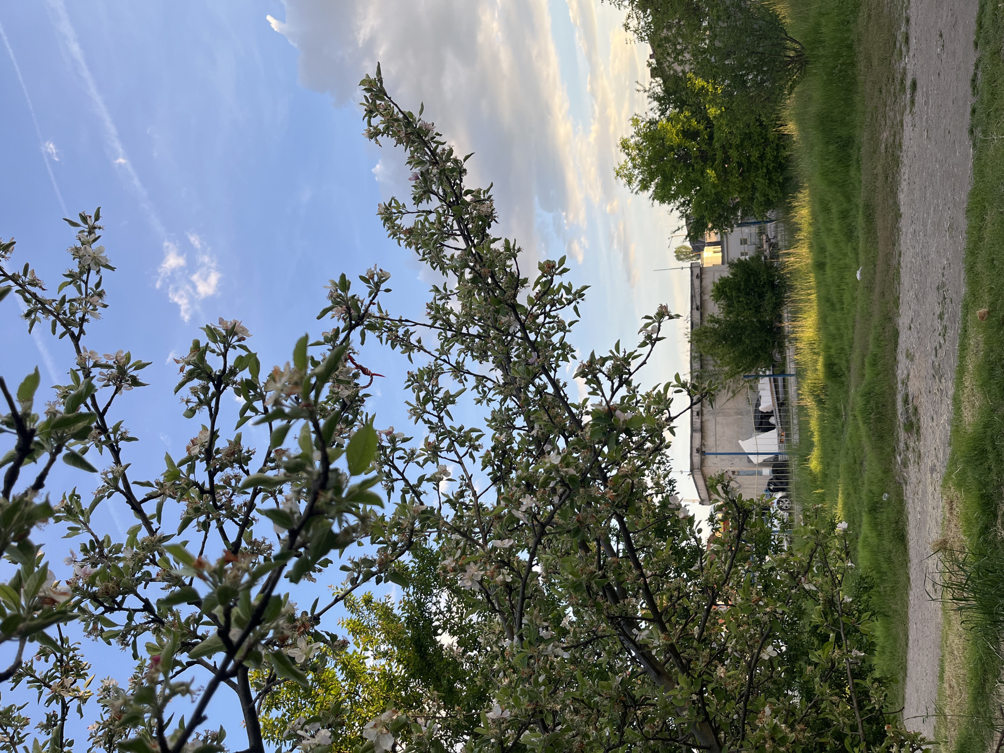 The image shows a flowering tree in Sofia, Bulgaria. The tree has white blossoms and green leaves. In the background, there is a building, a patch of grass, and a dirt road. The sky is blue with some clouds. The location appears to be a park or green space within the city. There are no people visible in the image.
