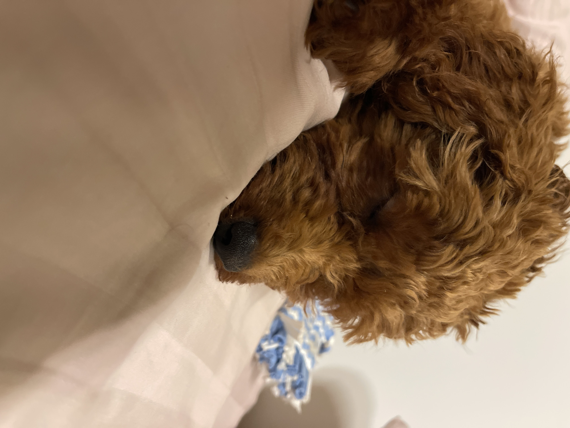 A close-up, eye-level, indoor shot features a small, reddish-brown poodle puppy sleeping soundly on a pink and white striped surface, likely a bed or sofa. The puppy's fur is curly and appears soft. Its eyes are closed, and its nose is dark and moist. To the right of the puppy, a crumpled blue and white fabric object is visible, possibly a toy or blanket. The lighting is soft and warm, suggesting an indoor setting. The scene evokes a sense of peace and comfort. No specific location in Sofia, Bulgaria, is identifiable from the image.