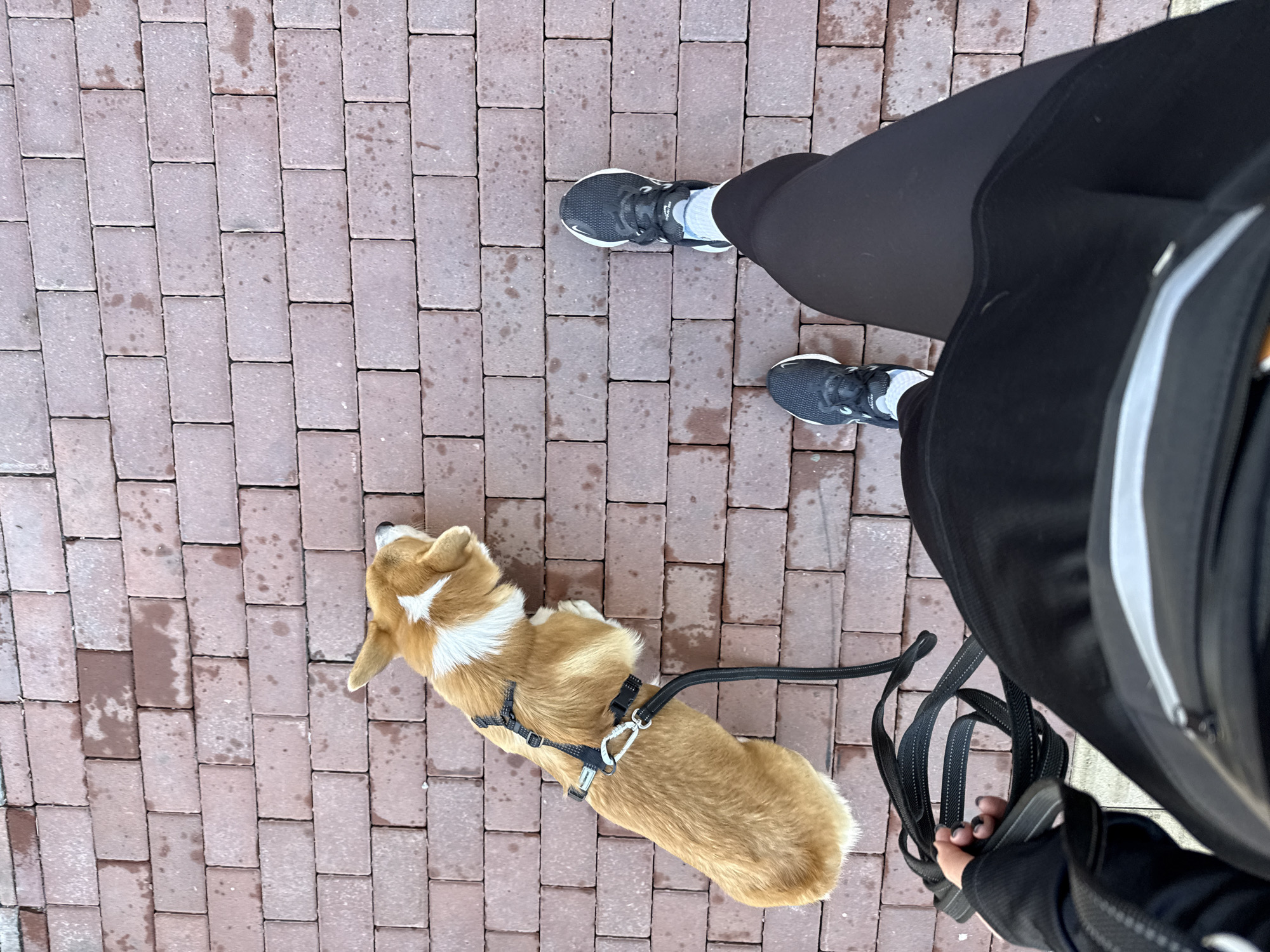 A top-down shot depicts a person and a corgi dog on a brick walkway. The walkway is constructed of red bricks laid in a standard rectangular pattern and shows signs of dampness or previous rain. The person is wearing black athletic leggings and black athletic shoes with white socks. The dog, a corgi with a golden-brown coat and white markings, wears a black harness and is leashed. The person is holding the black leash. The camera is oriented vertically from above, capturing the scene. It is NOT possible to identify this location as being in Krasnoyarsk, Russia.