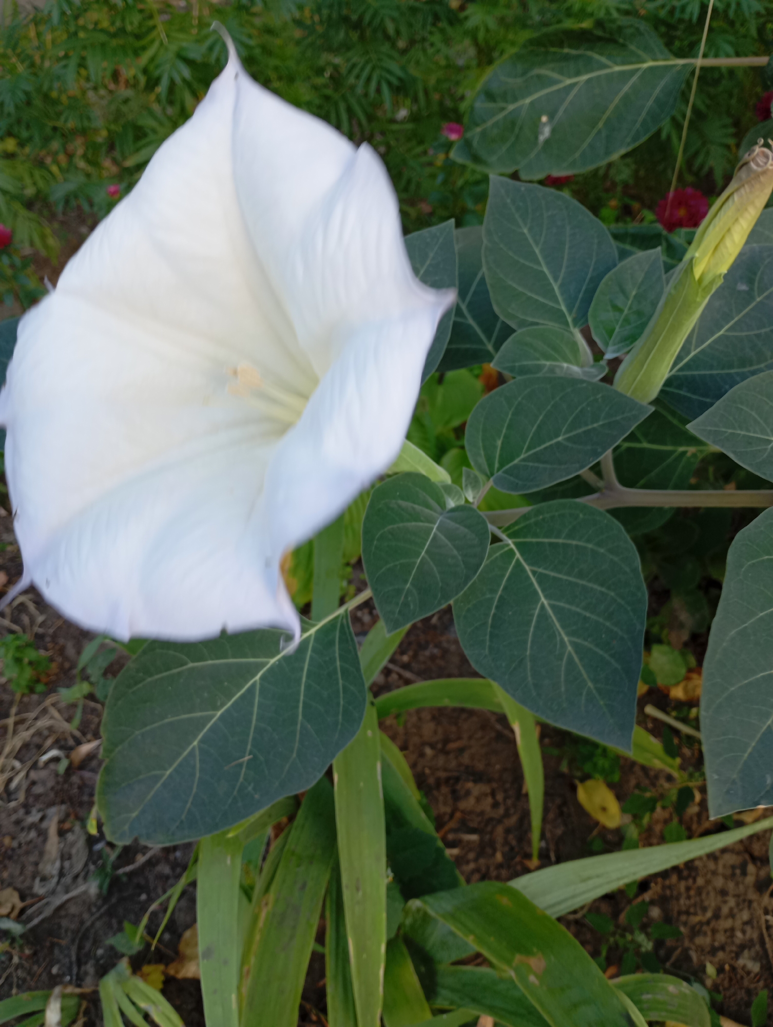 A large, white, trumpet-shaped flower, likely a datura, is in the foreground, its petals unfurling. The flower is surrounded by lush green leaves with prominent veins. In the background, there are other plants and some small red flowers. The scene appears to be outdoors, possibly in a garden or park. The specific location in Kharkiv, Ukraine, cannot be determined from the image alone. There are no people or animals visible. The lighting suggests it is daytime.