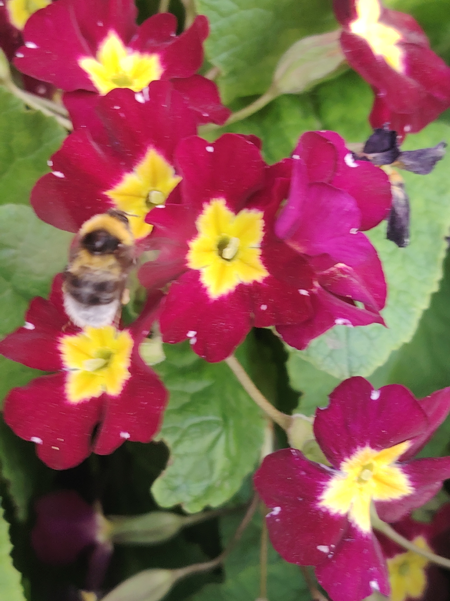 A close-up, outdoor image captures a cluster of vibrant primula flowers, characterized by deep magenta petals with distinct bright yellow centers. Several flowers are in focus, displaying five-lobed petals and a subtle white margin between the magenta and yellow. Small white speckles are visible on some petals. Two insects are present: a fuzzy bumblebee with black and pale yellow stripes is positioned on a lower-left flower, facing away from the viewer, appearing to forage. Another smaller, dark insect is partially visible on an upper-right flower. The background consists of blurred green foliage, likely the plant's leaves. The scene depicts natural pollination activity under ambient lighting. Location: Unknown, Unknown.