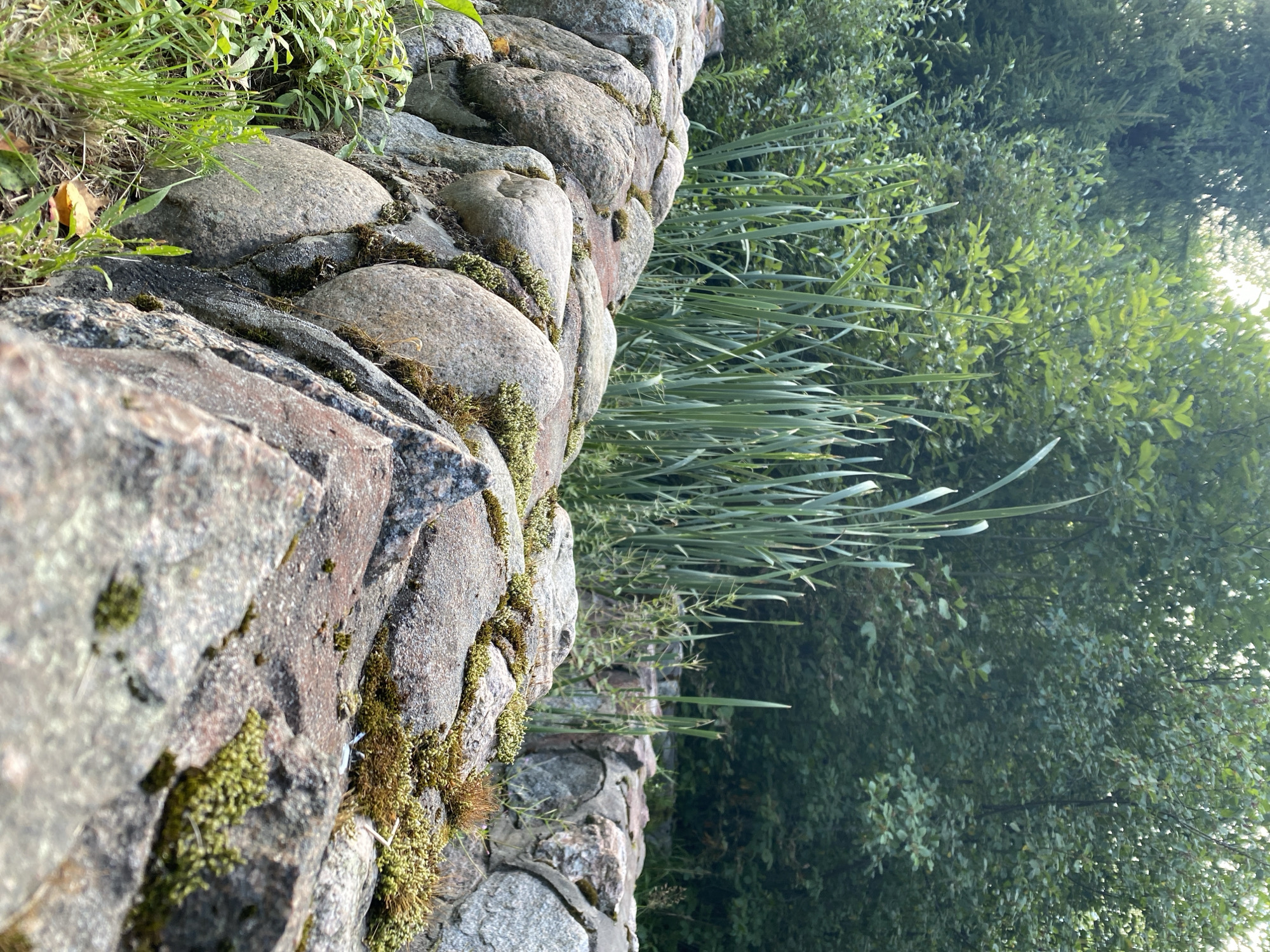 The image depicts a close-up view of a rustic stone wall covered in moss, situated outdoors. In the background, tall green reeds and lush foliage are visible, suggesting a natural or park-like setting. The lighting indicates it's daytime, possibly late afternoon or early morning due to the soft light filtering through the trees. There are no people or animals present in the frame. The stone wall appears aged, with rough-hewn stones of varying sizes and shapes forming its structure. Patches of vibrant green and brown moss are growing on the surface of the stones, adding texture and color to the scene. The ground in the foreground is partially visible, covered with dry leaves and some sparse green grass. The overall impression is one of a tranquil, natural environment, possibly a garden or a boundary wall in a rural or semi-rural area. This scene is located in the city of Krasnoflotskoe, Russia.