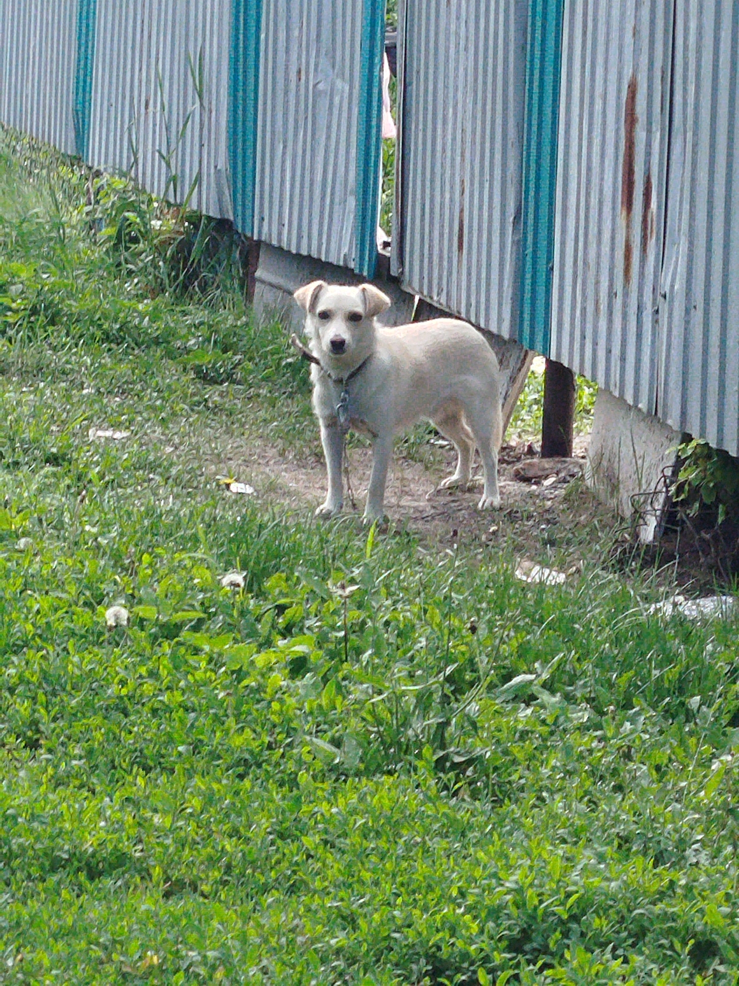 A medium-shot, eye-level, outdoor photograph depicts a light-colored dog with floppy ears standing in a grassy area. The dog is facing the camera and appears to be attentive. It is wearing a collar and leash. Behind the dog, a corrugated metal fence runs vertically, with alternating sections of blue and silver. Some rust stains are visible on the silver sections of the fence. The ground around the dog is covered in green grass, with some patches of dirt. In the background, beyond the fence, there are hints of greenery, suggesting a natural or overgrown area. The lighting suggests it is daytime, and the weather appears to be clear. The overall scene is informal and suggests a casual outdoor setting. There is no visible text in the image.