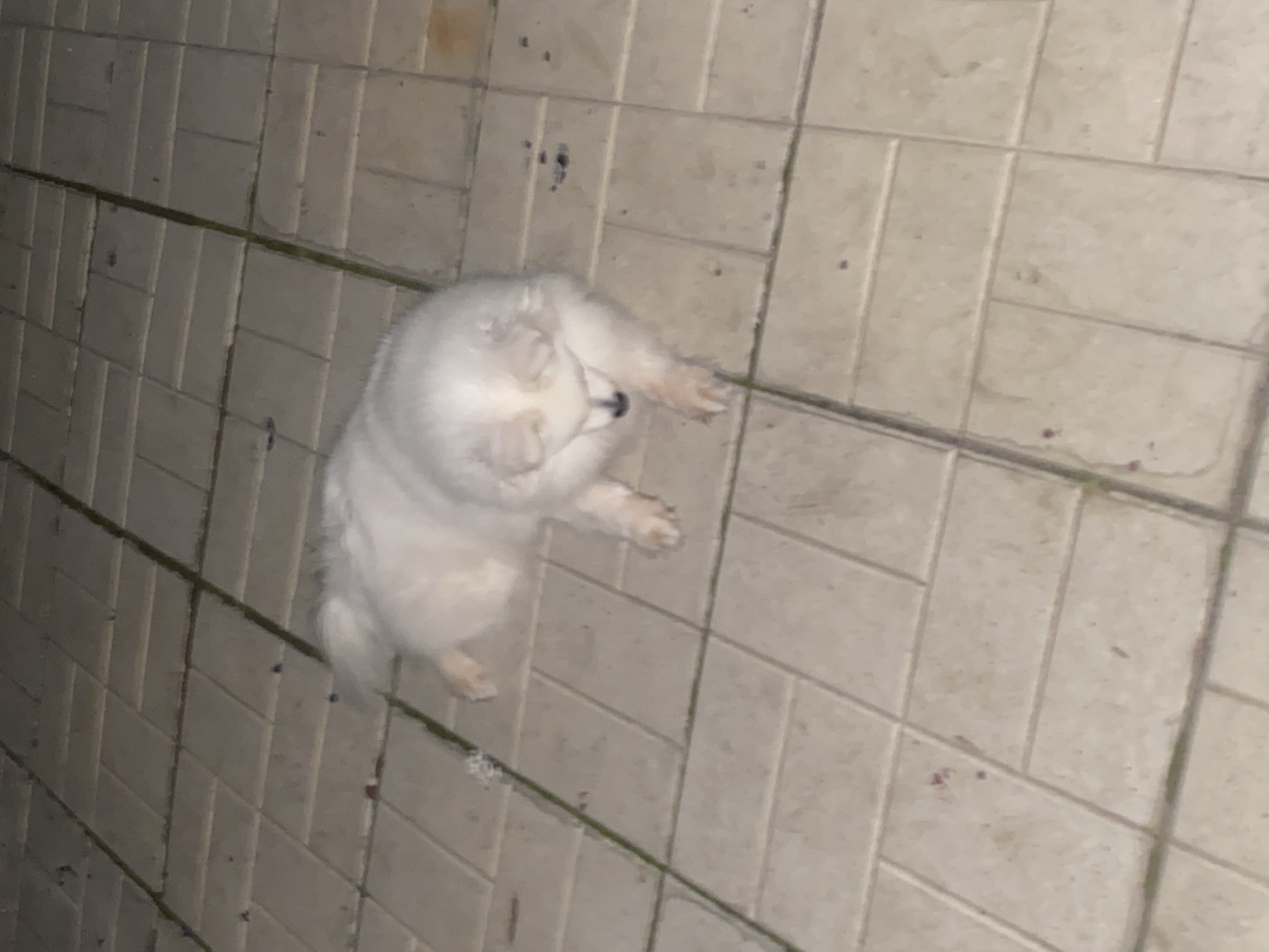 A medium-sized white fluffy dog lies on a tiled surface. The dog is facing forward with its head down, eyes closed, and appears to be resting. The tiled surface consists of rectangular light-colored tiles with dark grout lines, arranged in an offset pattern. The scene is outdoors, as indicated by the presence of some scattered debris and the texture of the ground. There is no indication of the specific location within Bogotol, Russia.
